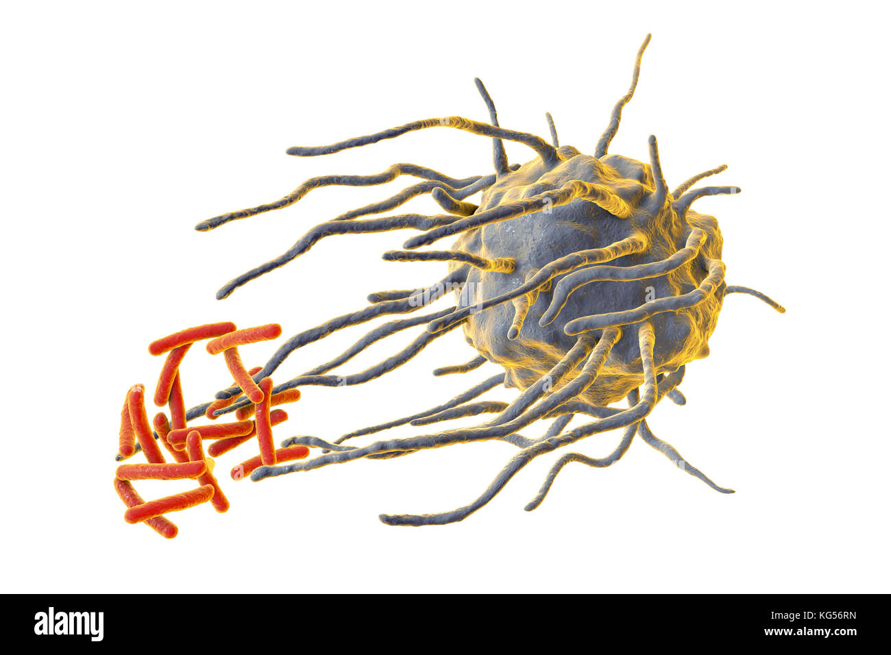 Makrophage engulfing TB-Bakterien. Computer Abbildung: der Makrophagen weißen Blutkörperchen (blau) engulfing Tuberkulose (Mycobacterium tuberculosis) Bakterien (orange). Dieser Prozess wird als phagozytose. Makrophagen sind Zellen des Immunsystems des Körpers. Sie phagocytose und zerstören Krankheitserreger, tote Zellen und zelluläre Ablagerungen. Stockfoto