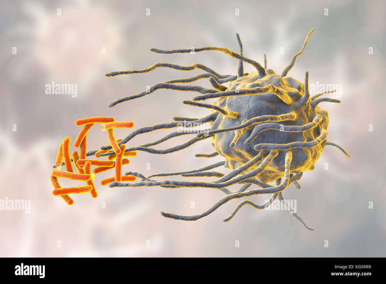 Makrophage engulfing TB-Bakterien. Computer Abbildung: der Makrophagen weißen Blutkörperchen (blau) engulfing Tuberkulose (Mycobacterium tuberculosis) Bakterien (orange). Dieser Prozess wird als phagozytose. Makrophagen sind Zellen des Immunsystems des Körpers. Sie phagocytose und zerstören Krankheitserreger, tote Zellen und zelluläre Ablagerungen. Stockfoto