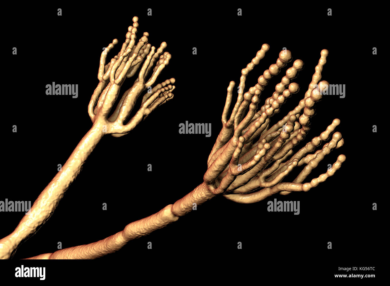 Schimmel Penicillium. Computer Abbildung eines Penicillium sp. Pilz. Spezielle Threads, genannt conidiophores, gesehen werden. Trauben von Sporen und konidien genannt, sind der Pilzinfektionen reproduktive Einheiten. Das Antibiotikum Penicillin ist von bestimmten Arten von Penicillium Pilzen gewonnen. Andere Arten werden in der Gärung von Käse verwendet wird. Stockfoto