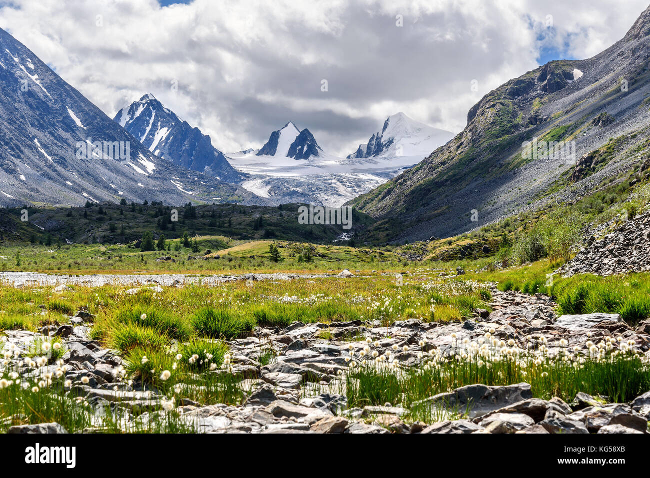 Schöne Aussicht mit den Bergen, wies schneebedeckten Gipfel, Gletscher und flauschigen weißen Blüten von eriophorum auf Steinen vor dem Hintergrund eines bewölkten Himmel in Stockfoto