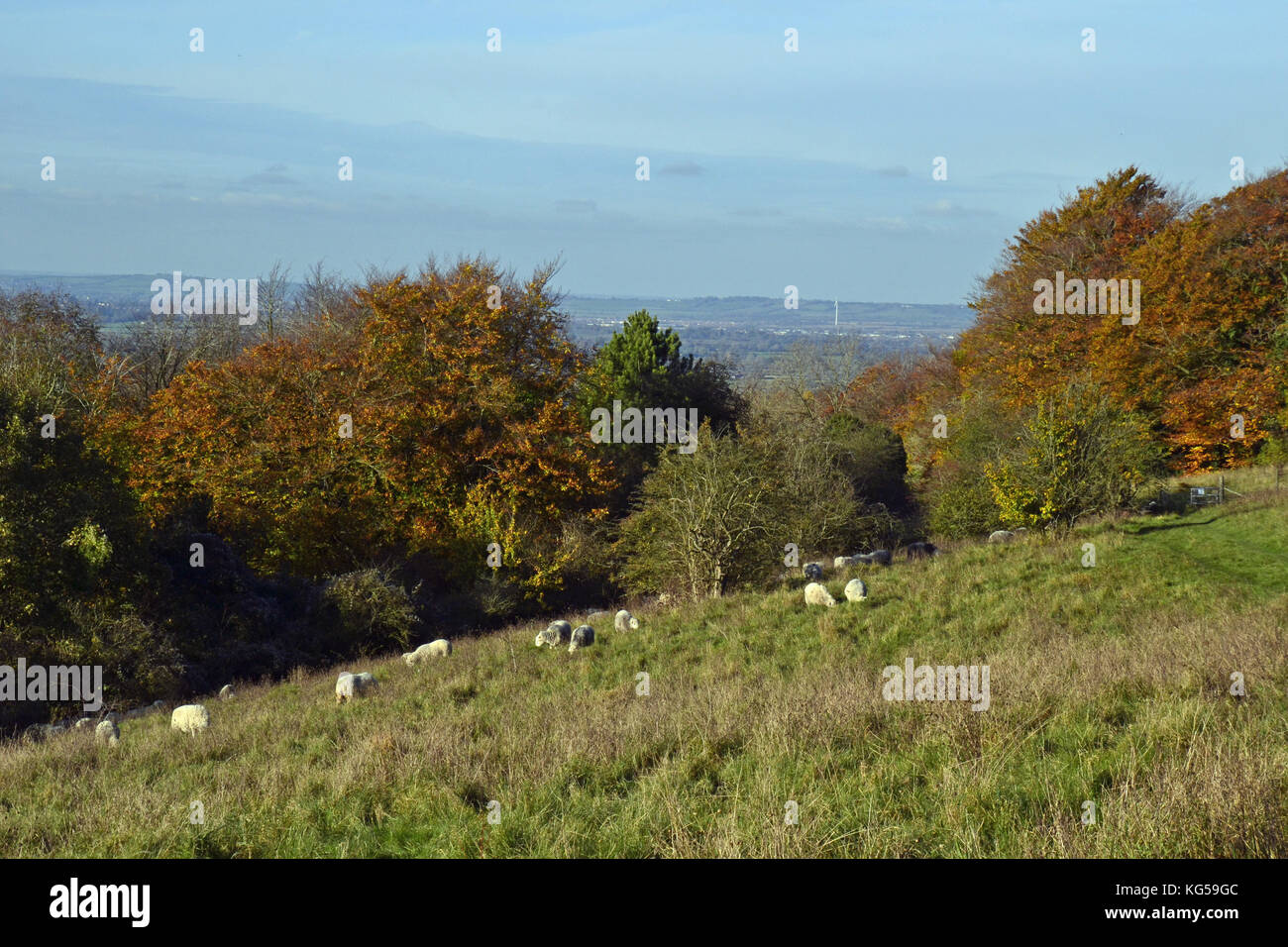 Schafe weiden auf Brush Hill, Whiteleaf Hill und Whiteleaf Woods, in der Nähe von Princes Risborough, Buckinghamshire, Großbritannien. Herbst, Chilterns Stockfoto