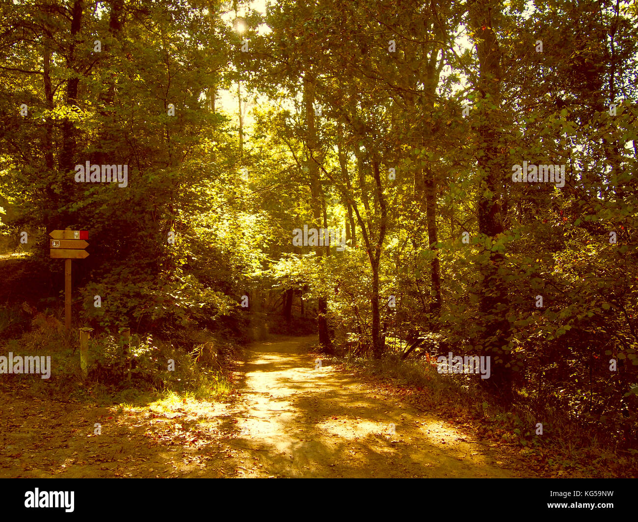 Zeichen auf dem Weg im Herbst Wald Stockfoto