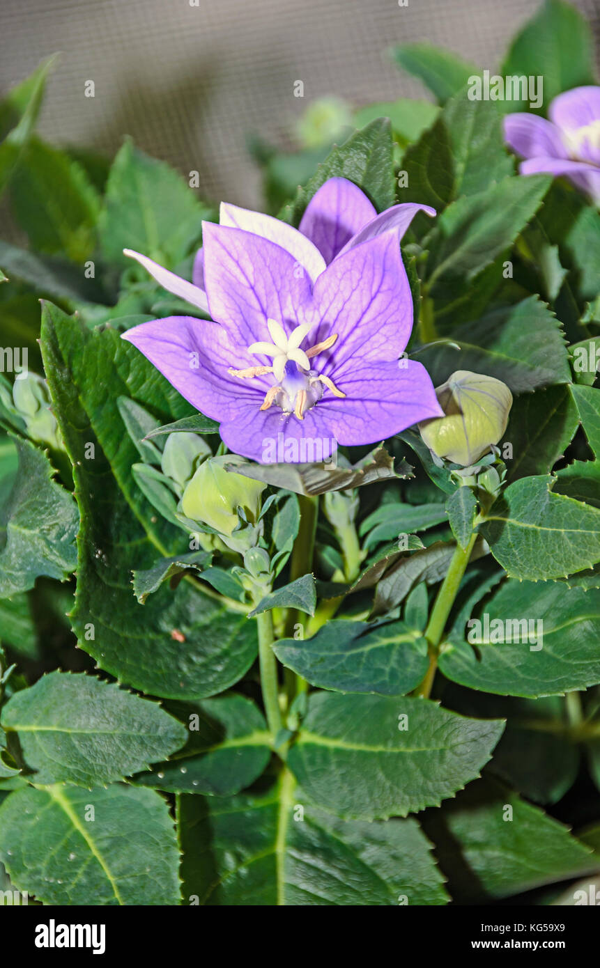 Platycodon grandiflorus Astra blau, Balloon flower mit Knospen und grüne Blätter. Stockfoto