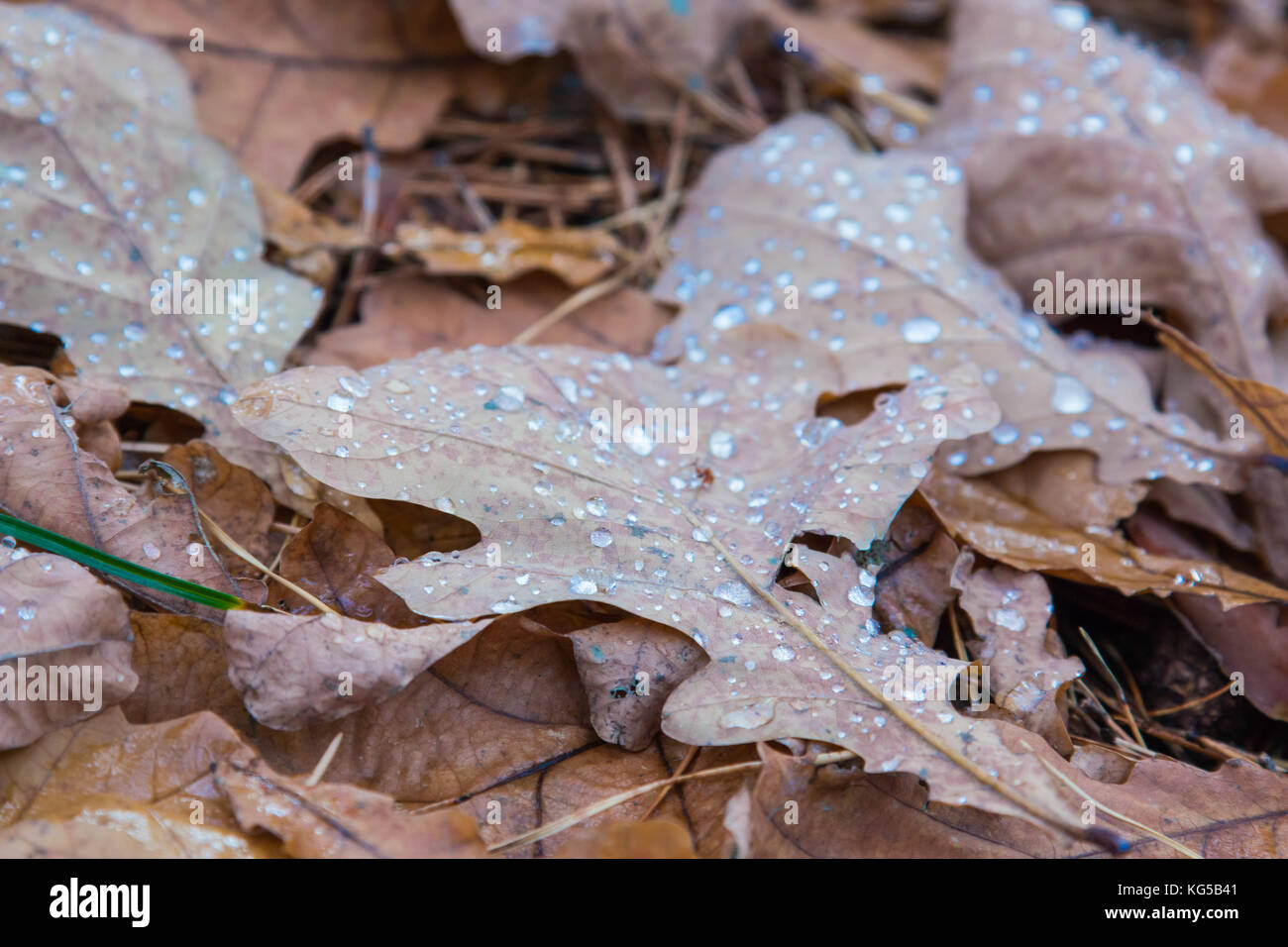 Glitzernde Tropfen geschmolzenen Schnee auf die gefallenen Blätter im Herbst der Eiche Makro. Stockfoto