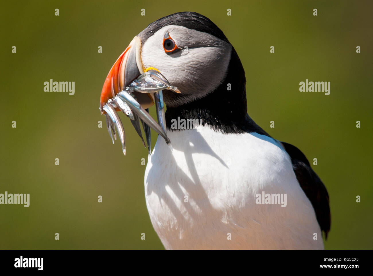 Puffin Rückkehr mit den Fang von Sandaal Stockfoto