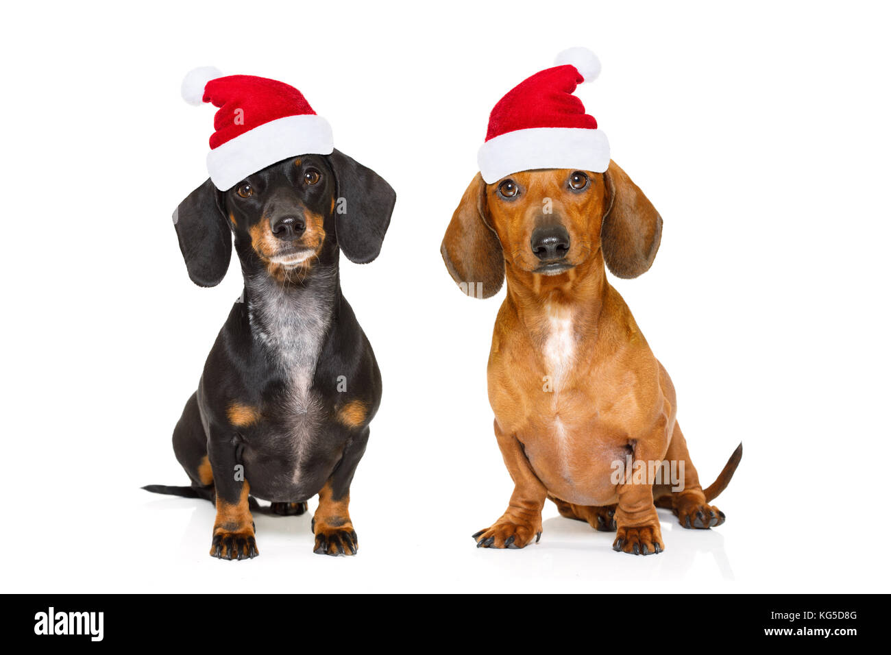 Dackel Bettwäsche Baumwolle Weihnachts-Bettwäsche-Set Mit Dackel \u0026 Wurst  Hund – Wendebettdecke, Quiltbezug, Weihnachtsmotiv Hund Kissen, image size:1300x956