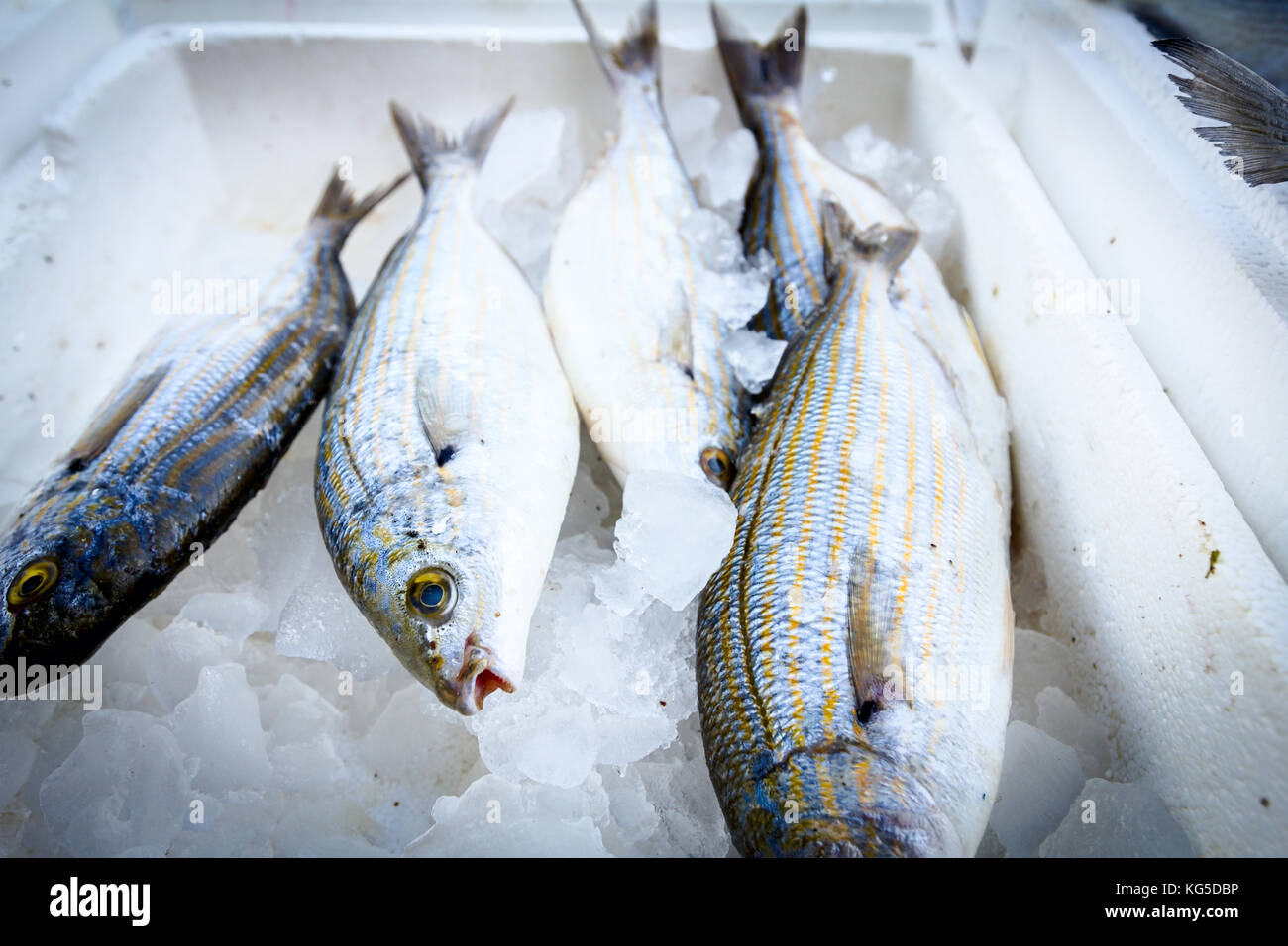 Frischer Fisch sarpa Salpa oder salema porgy auf Eis in einem Kasten aus Styropor im Supermarkt zu verkaufen. Stockfoto