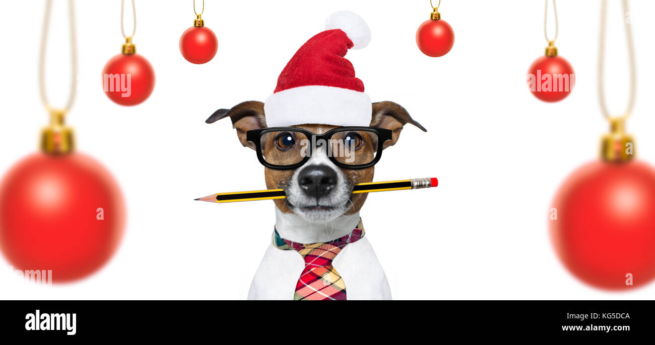 Weihnachten santa claus Jack Russell Hund auf weißem Hintergrund mit roten  Urlaub Hut isoliert, lustig, verrückt, dumm Augen und Baumschmuck Kugeln  Stockfotografie - Alamy