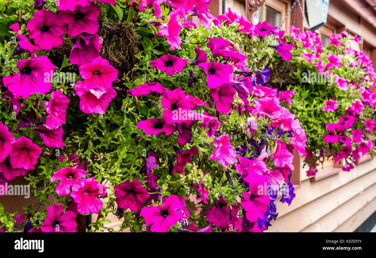 Eine Reihe von Ampeln überfüllt mit schönen cerise Petunien Stockfoto