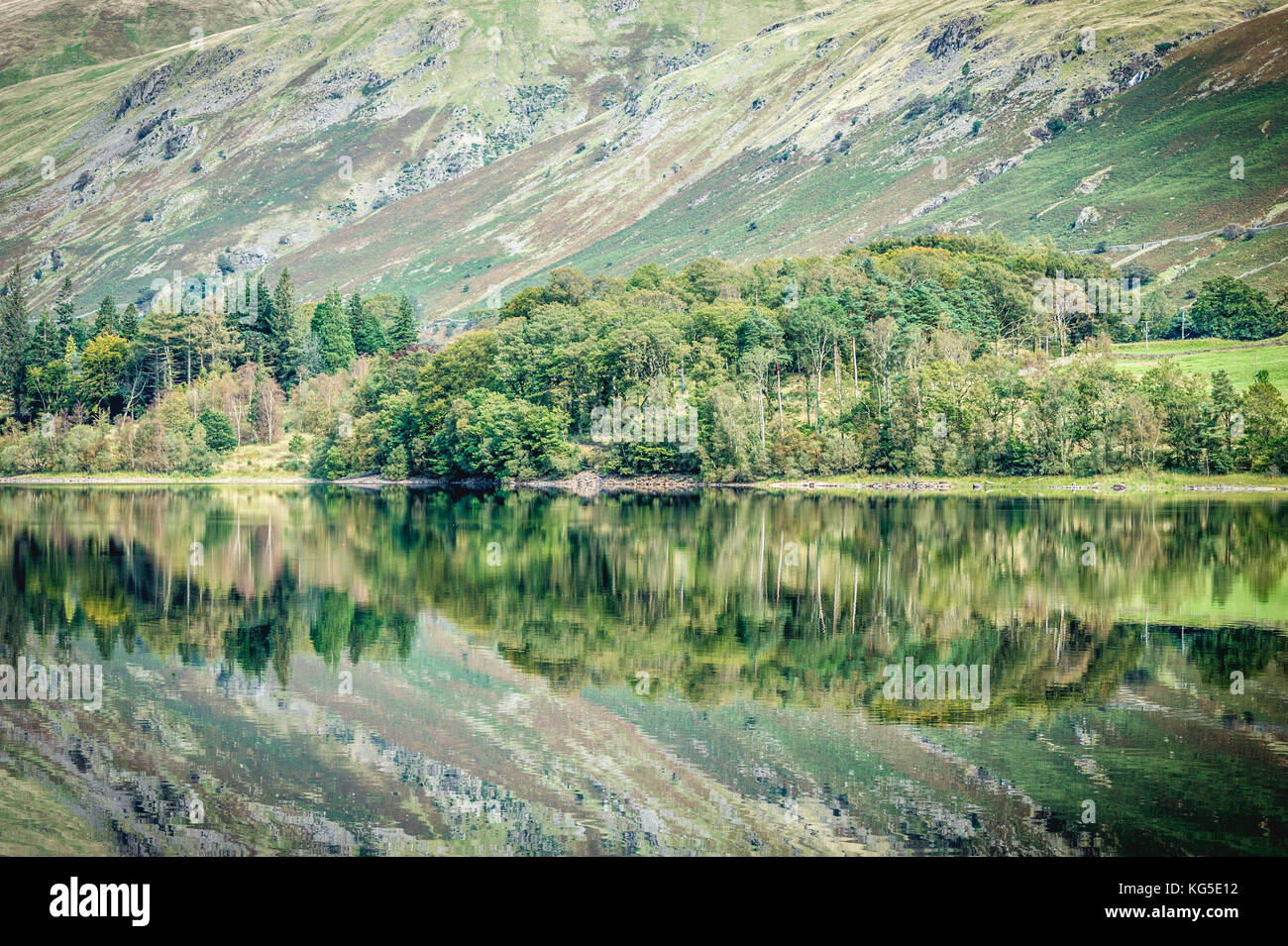 Baum Reflexionen in Grasmere im Nationalpark Lake District, Cumbria, Großbritannien Stockfoto