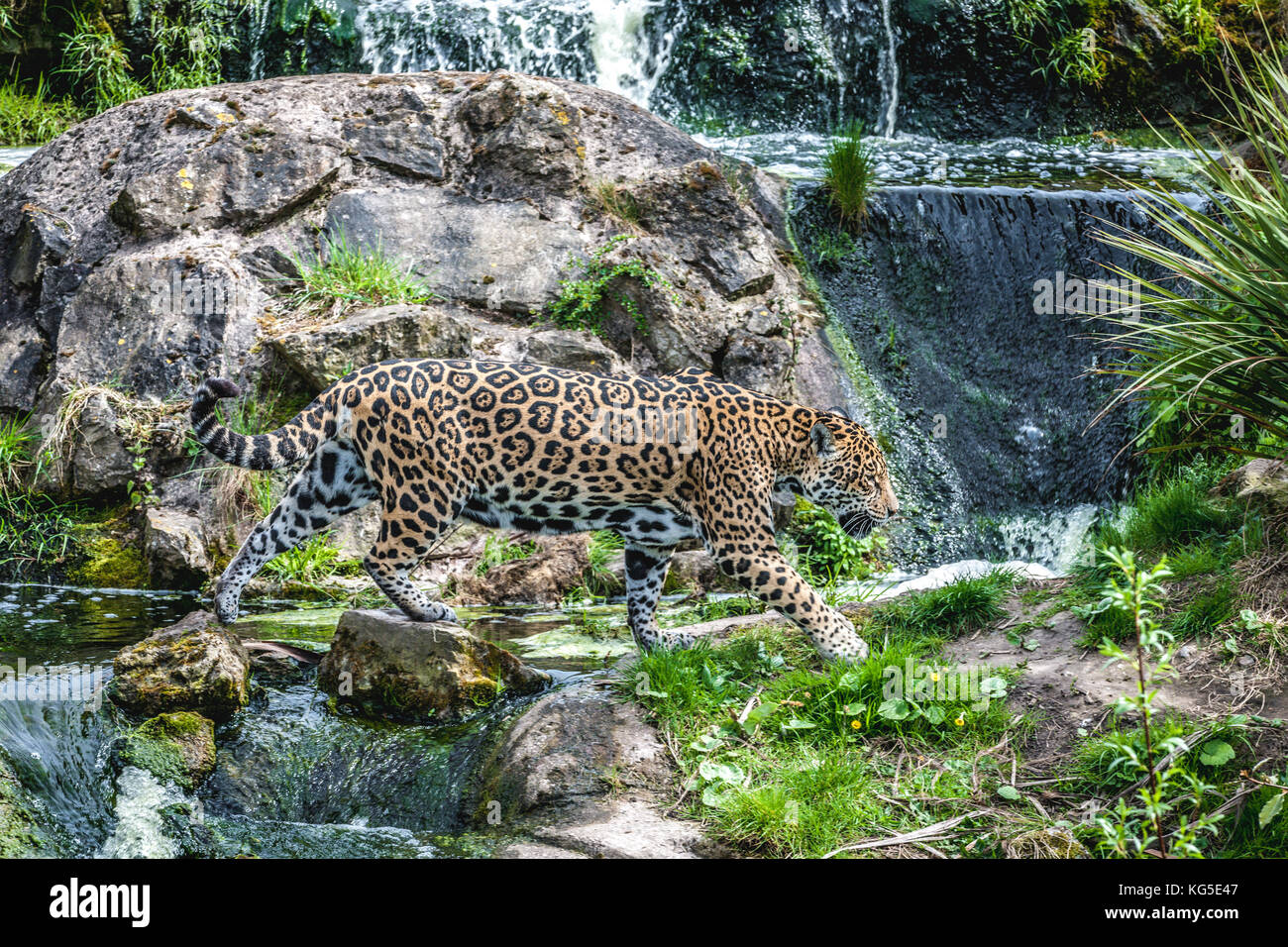 Eine wunderschöne erwachsener Jaguar ein kleiner Wasserfall in das Gehäuse in der Chester Zoo, Chester, UK Kreuze Stockfoto