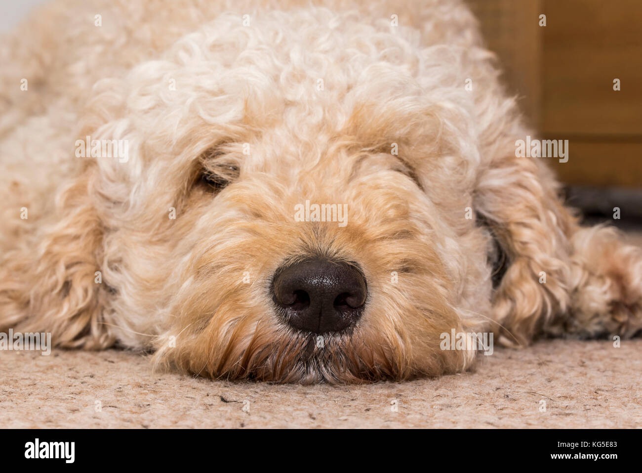 Labradoodle Hund flach auf dem Boden Stockfotografie - Alamy