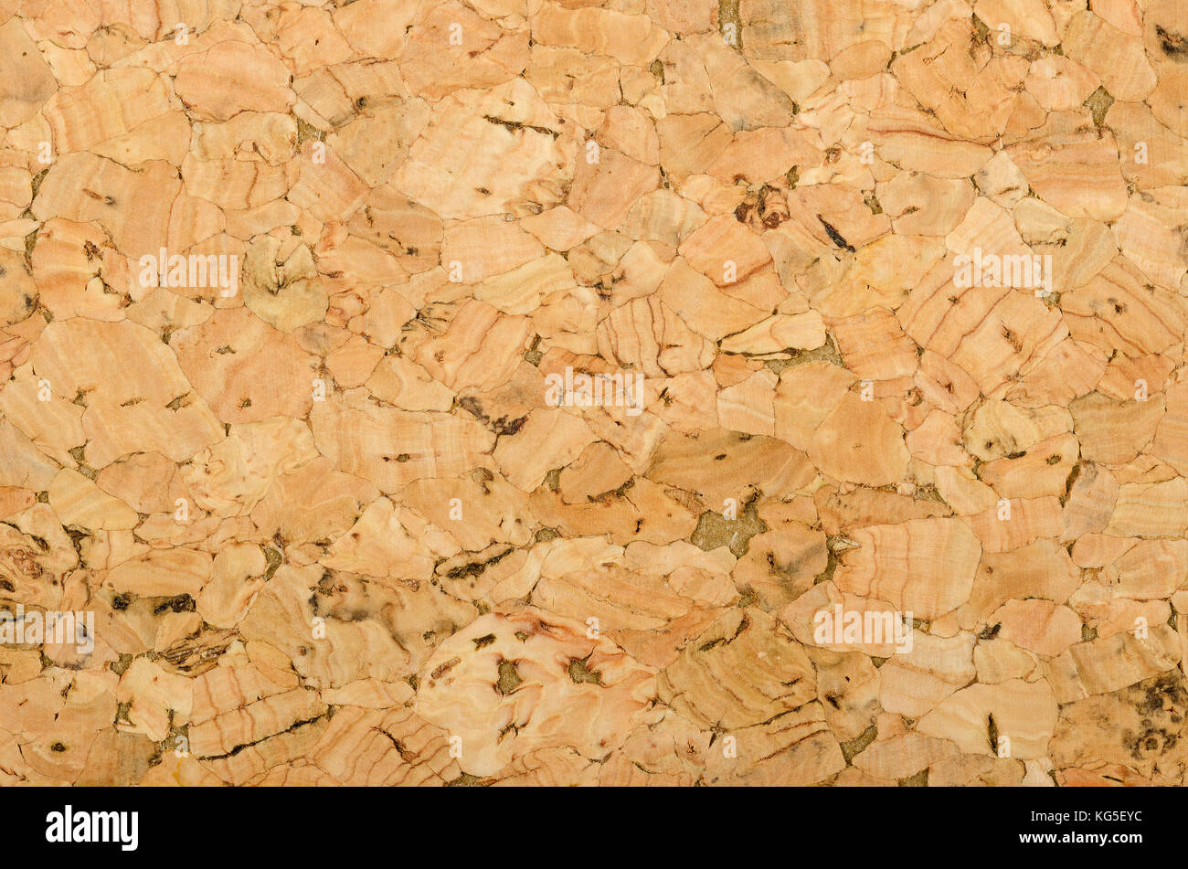 Cork sheet Oberfläche mit grober Struktur, bestehend aus rauhen gemaserten Korkeichen, Quercus suber. dekorplatten und Furniere, eingesetzt als Bulletin Boards. Stockfoto