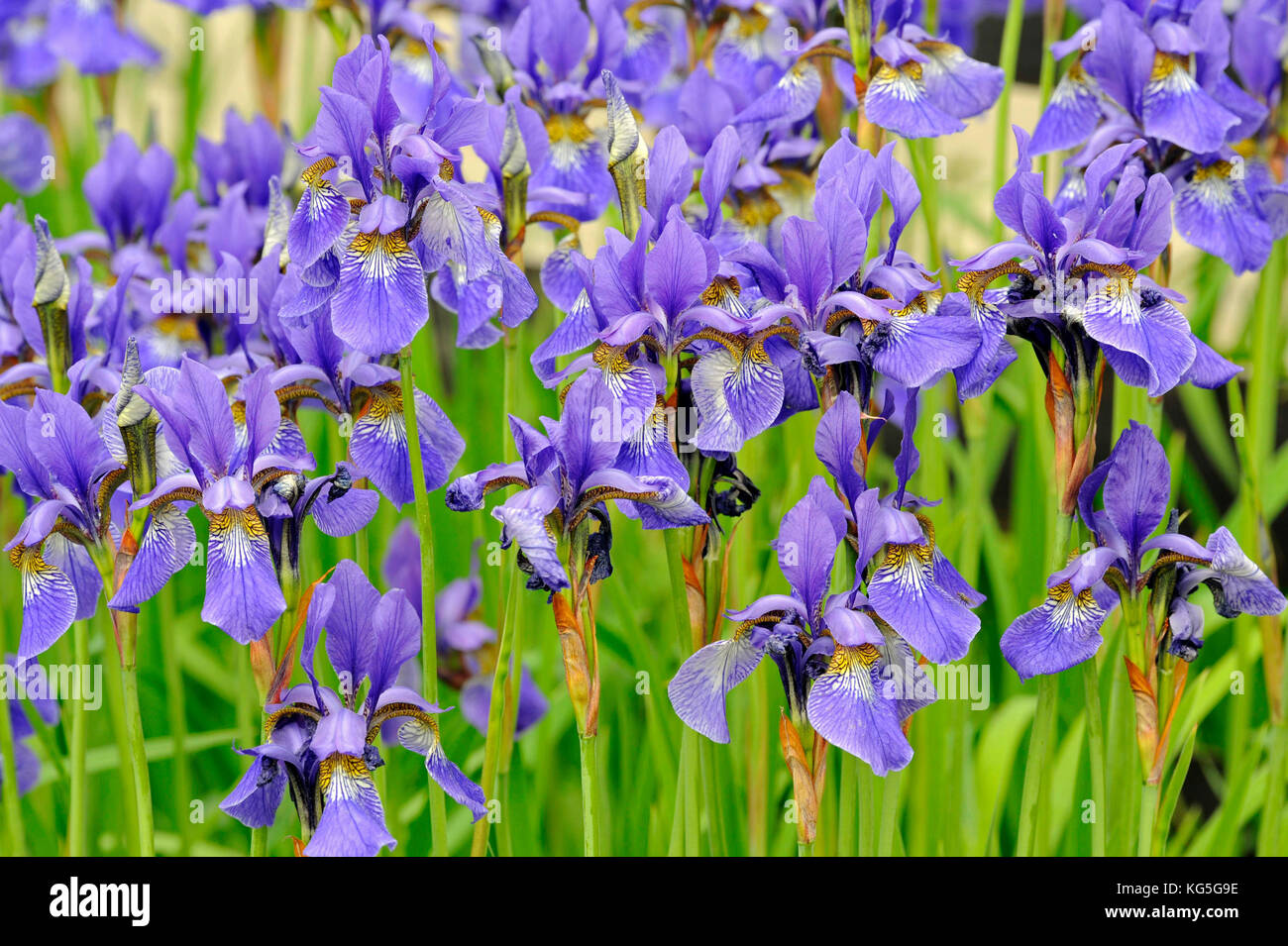 Masse des sibirischen Schwertlilien oder Iris, selten werden als wilde Pflanze Stockfoto