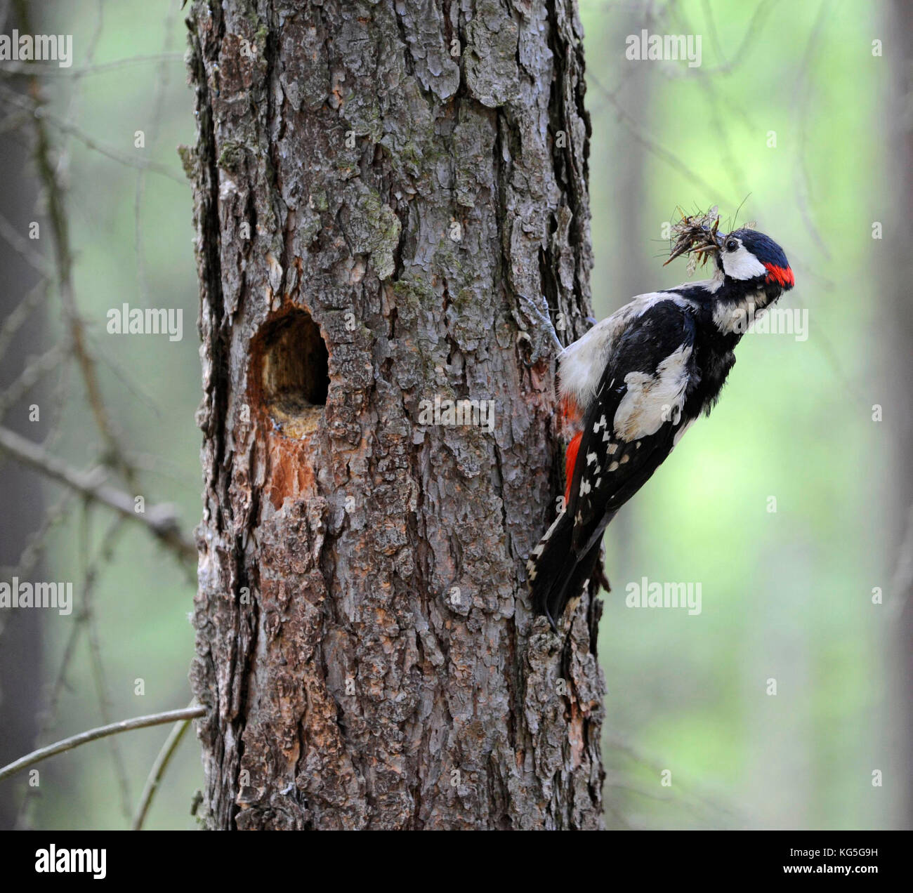 Große Specht, männliche mit Futter für die hungrigen nidicolous Vögel in der Brut Grube in einer Kiefer trunk Stockfoto