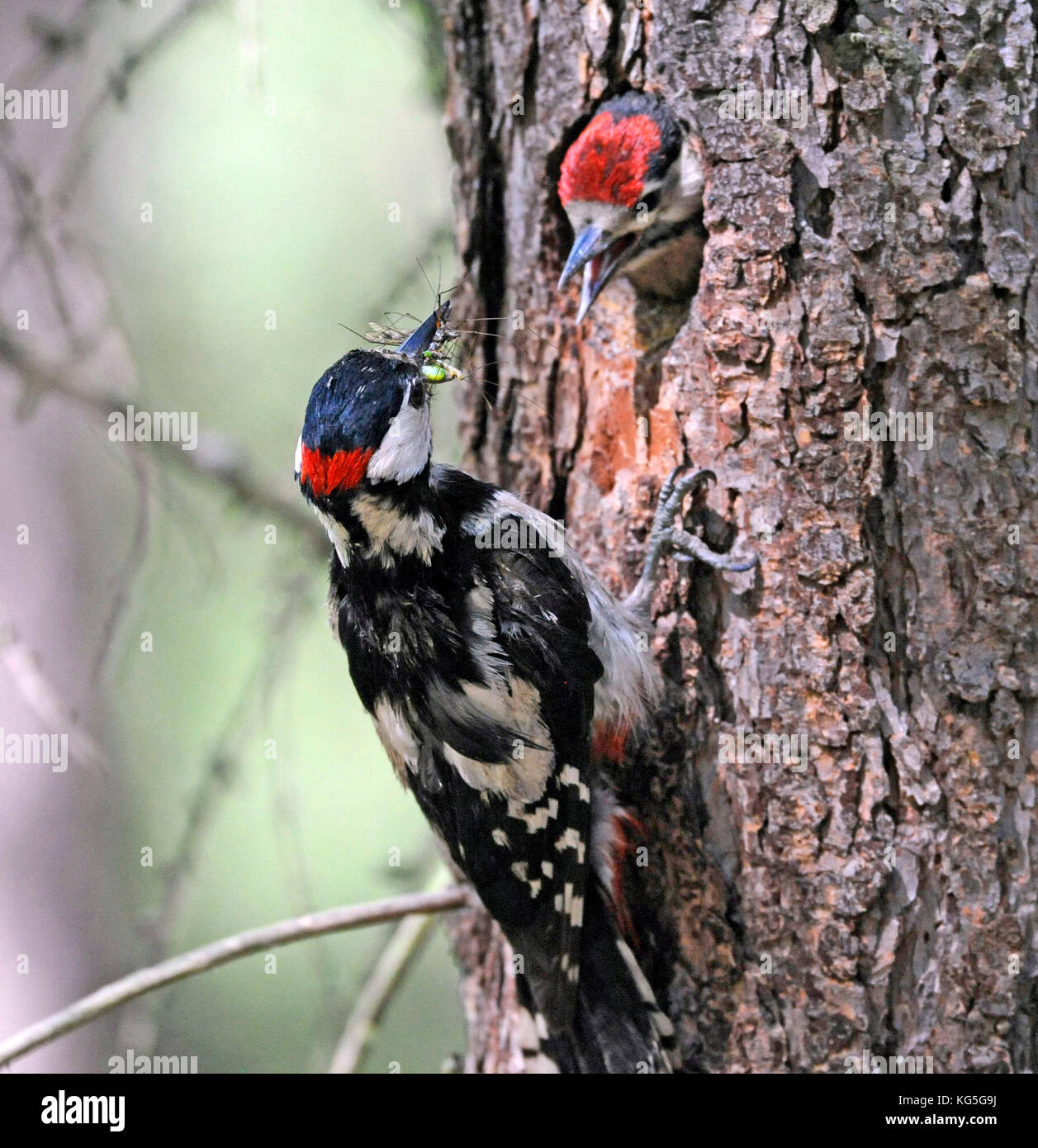 Große Specht, männliche mit Futter im Schnabel für die Hungrigen nidicolous Vögel in der Brut Grube in einer Kiefer trunk Stockfoto