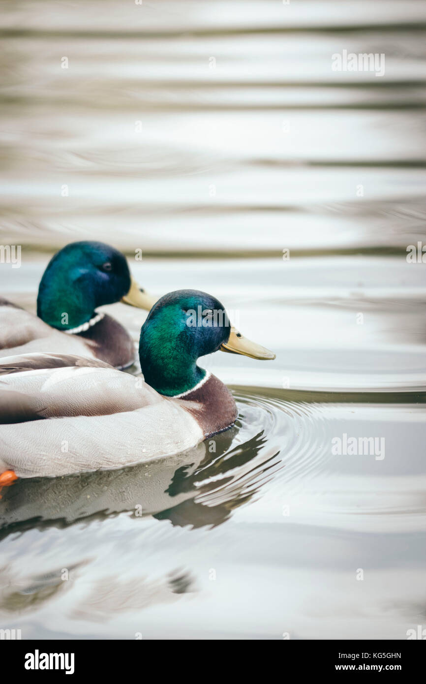 Enten erpel Fotos und Bildmaterial in hoher Auflösung Alamy