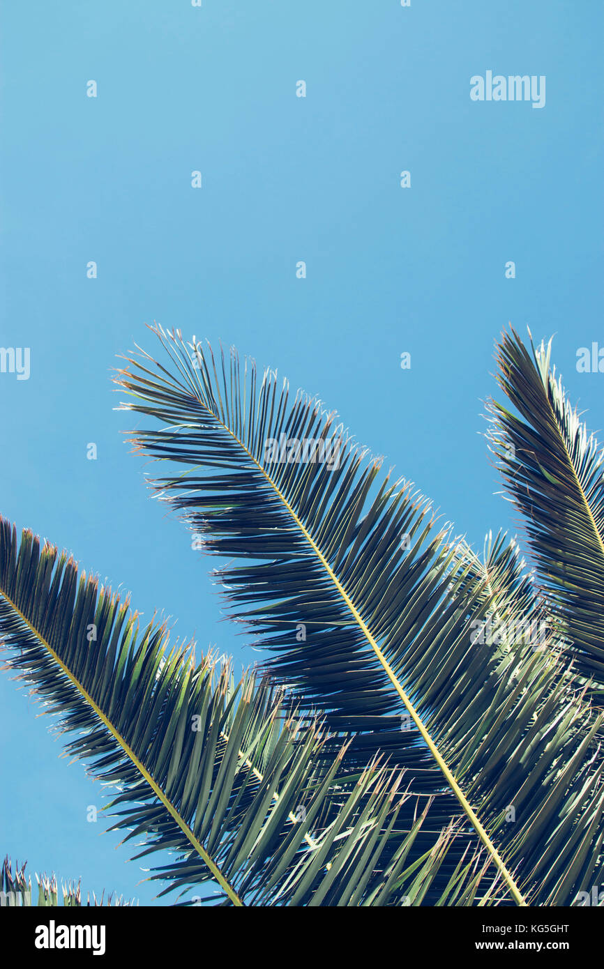 Palmwedel vor strahlend blauem Himmel, Stockfoto