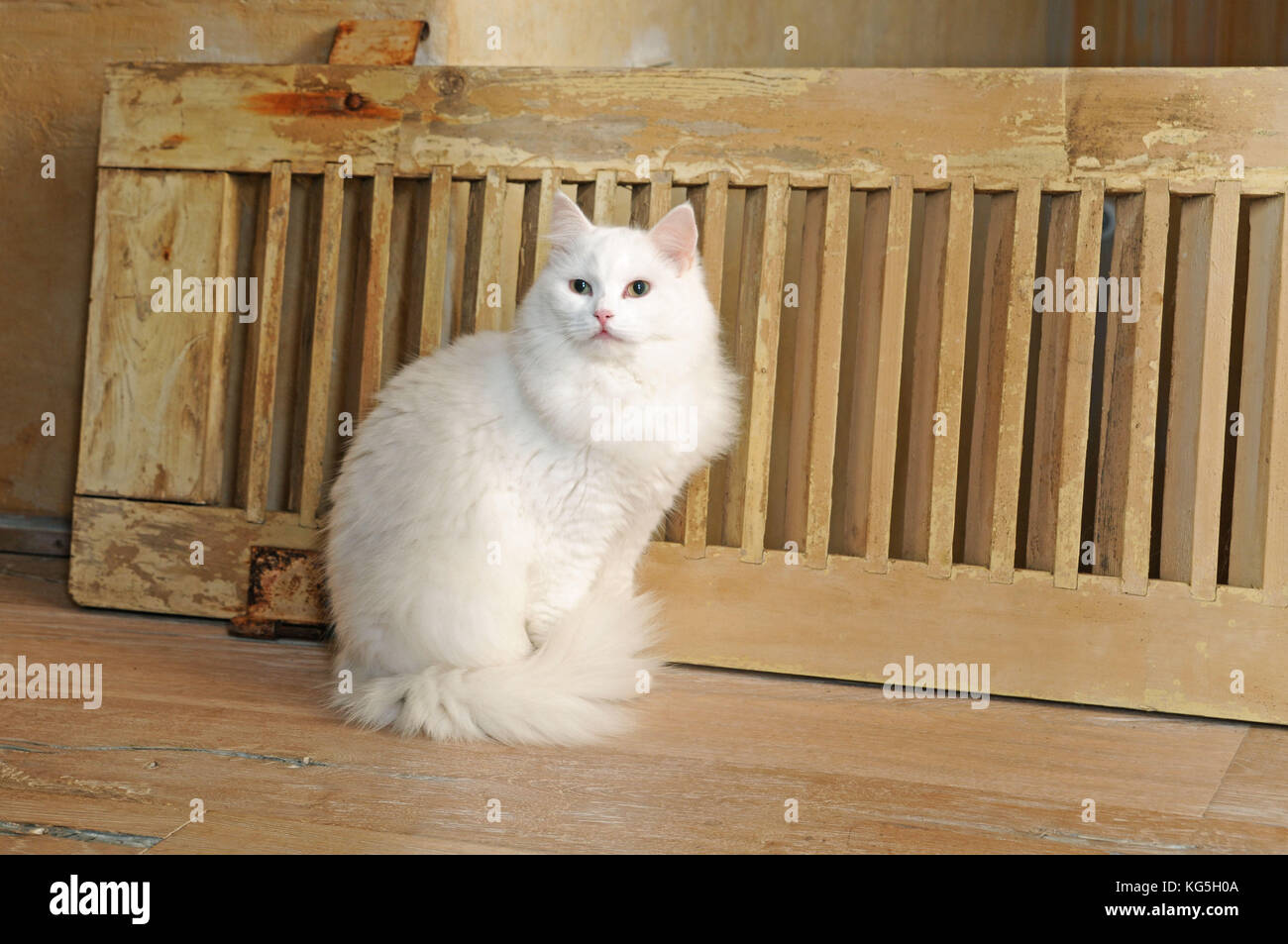 Weißen langhaar Katze sitzt auf Holzboden, close-up Stockfoto