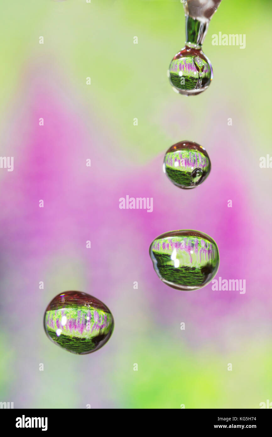 Tropfen vier Jahreszeiten - Frühling. Stockfoto