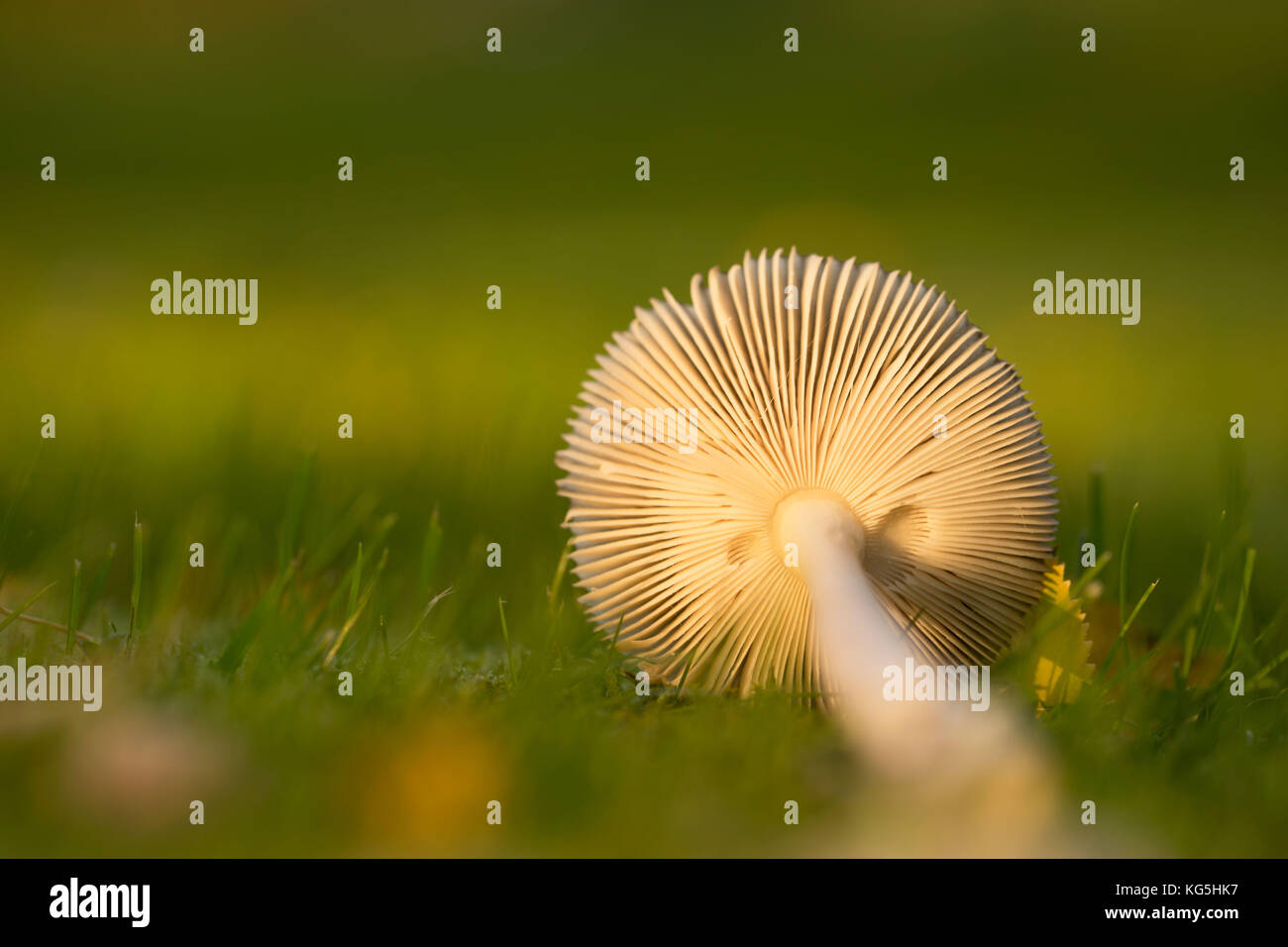 Nahaufnahme der Unterseite eines Pilzes im Gras liegend Stockfoto