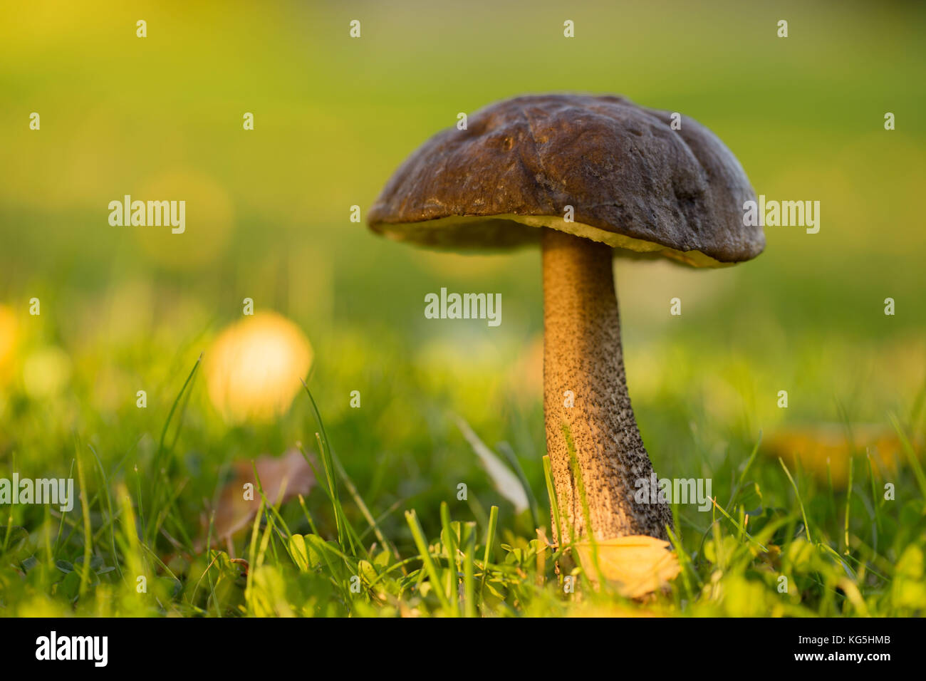 In der Nähe von Pilzen in der Sonne, hell Natur grüner Hintergrund Stockfoto