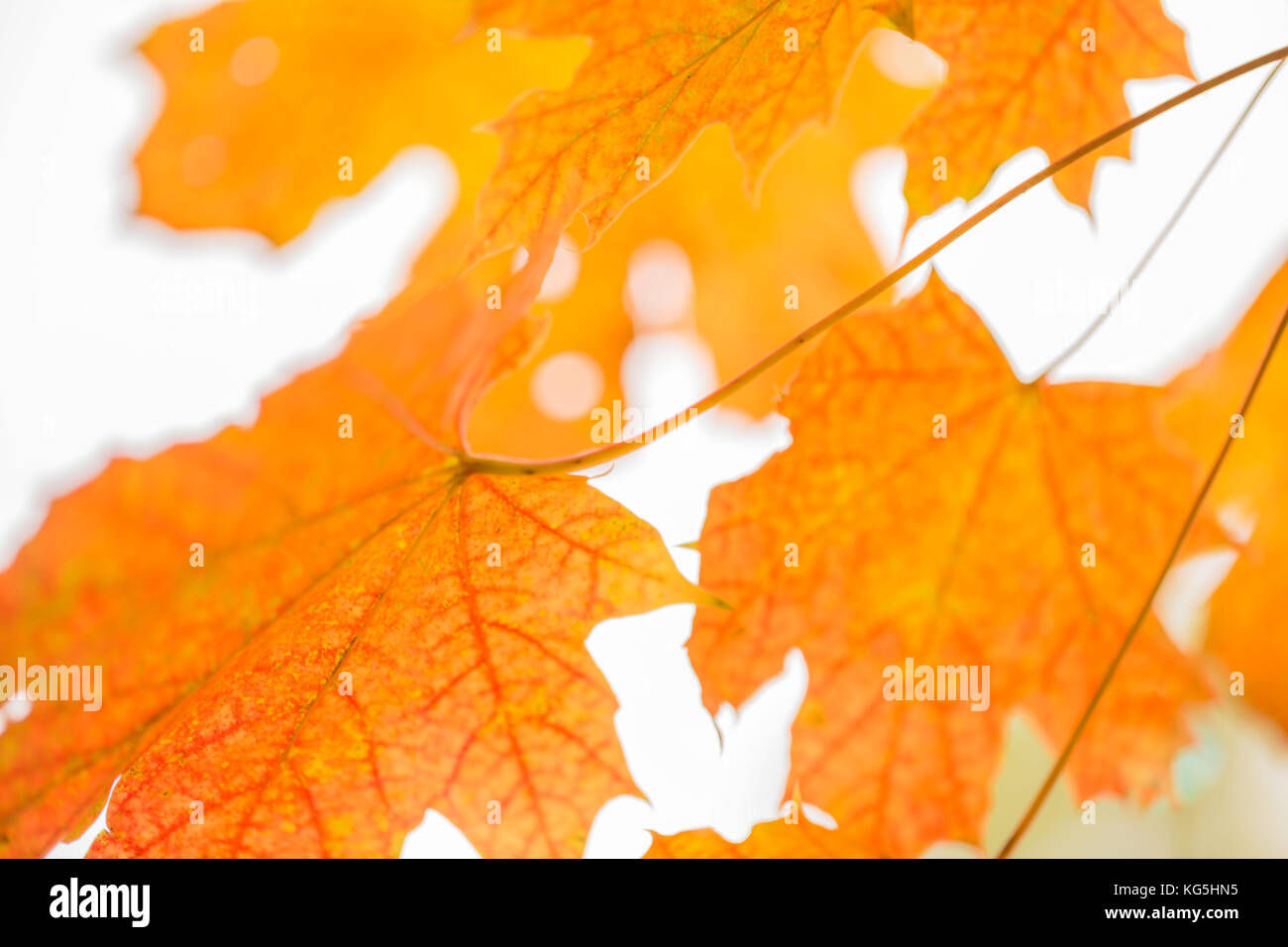 Ahorn Blätter fallen Farben Stockfoto