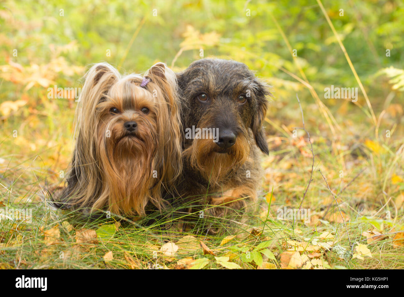 Dog Portrait von Yorkshire Terrier und Wire-haired Dackel Stockfoto