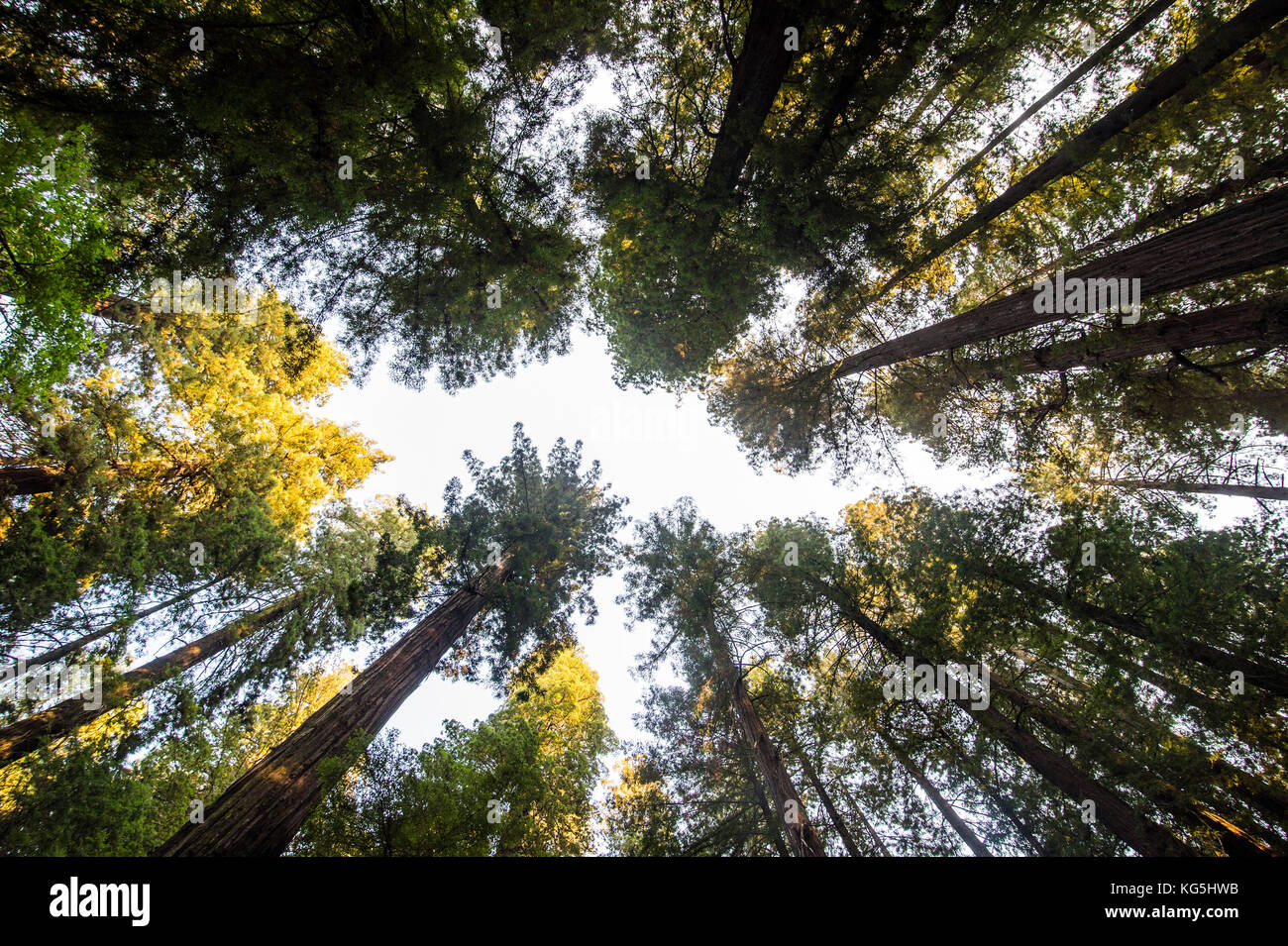 Die baumkronen der Redwood Bäume in der Straße der Riesen, Northern California, USA Stockfoto