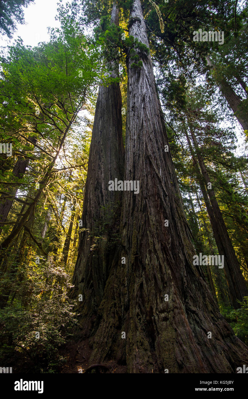 Riesigen Redwood Bäumen in den Redwoods National- und Staatsparks, Kalifornien, USA Stockfoto