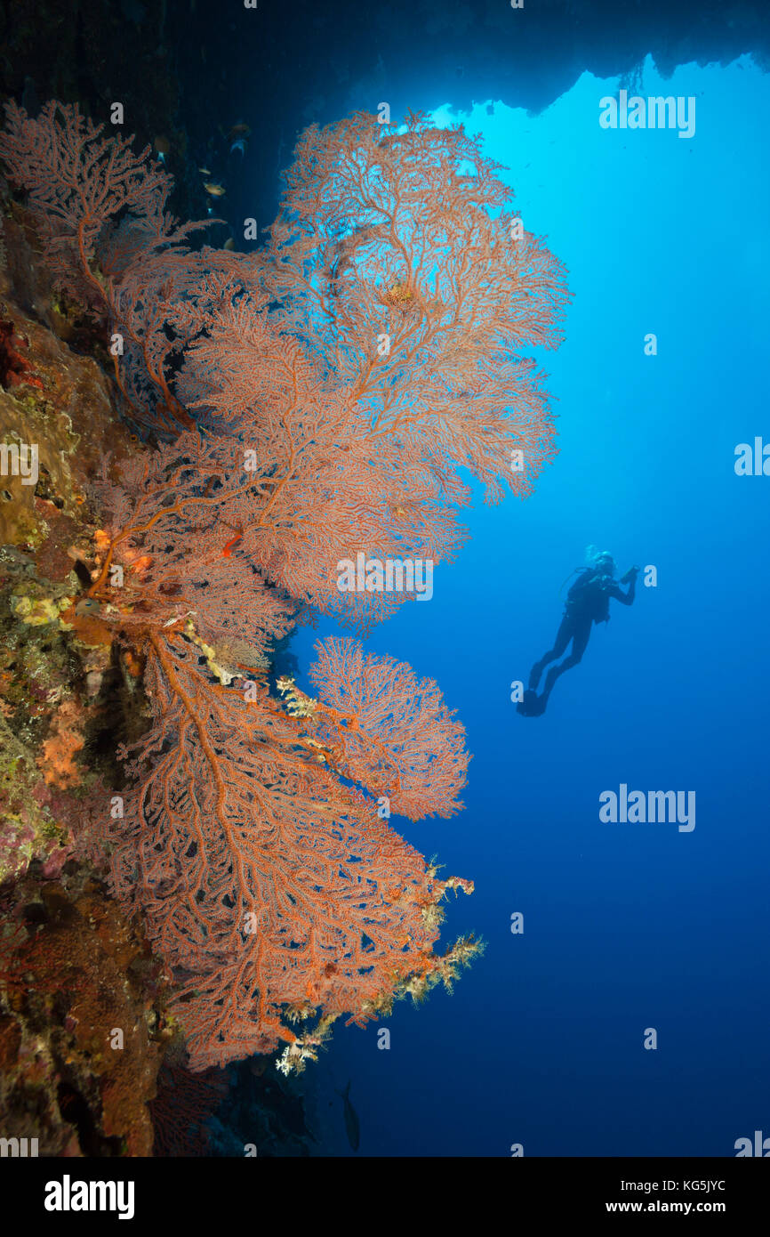Scuba Diver at Coral Reef, melithaea sp., Christmas Island, Australien Stockfoto