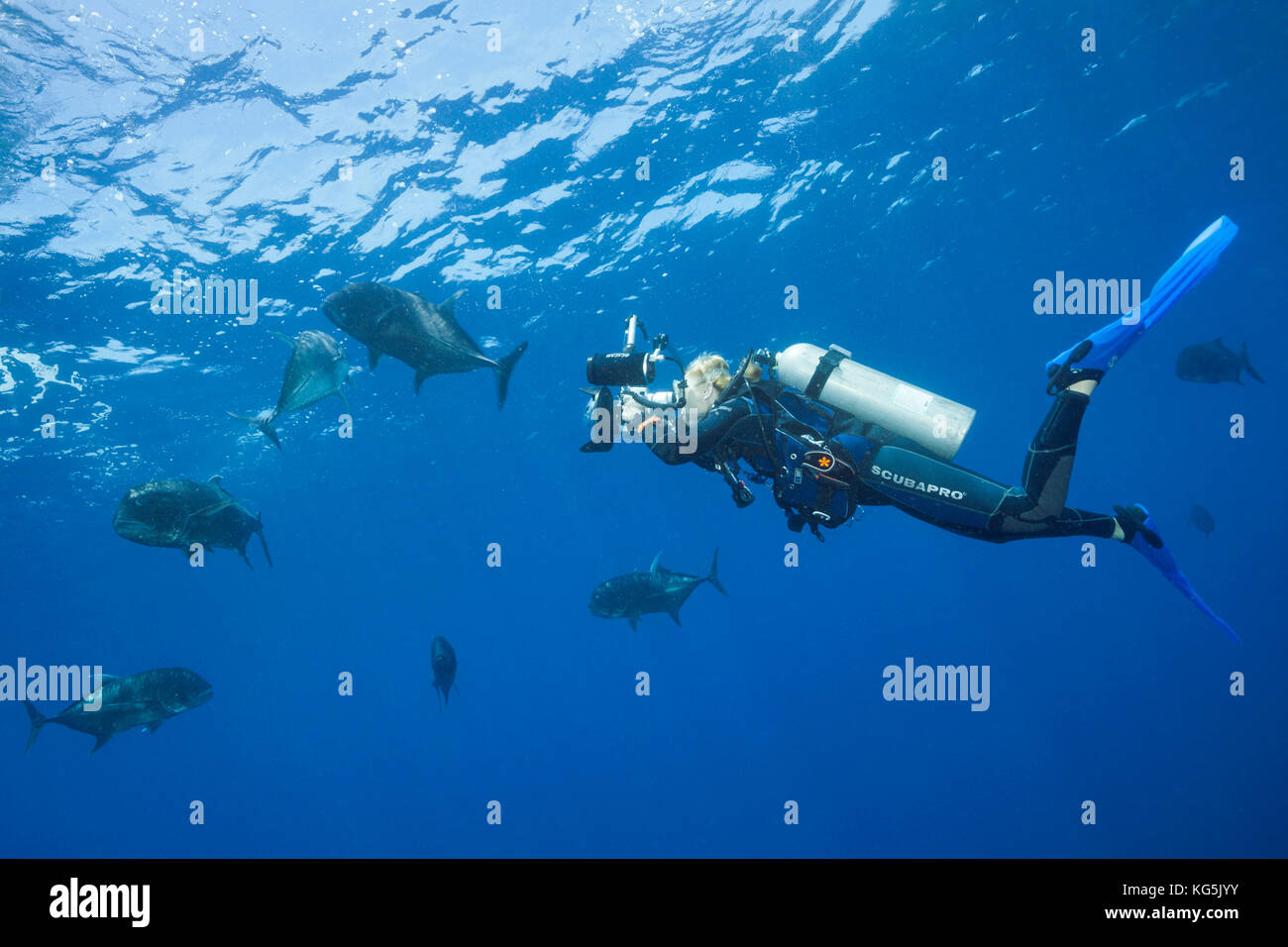 Giant Trevally und Scuba Diver, caranx Ignobilis, Christmas Island, Australien Stockfoto