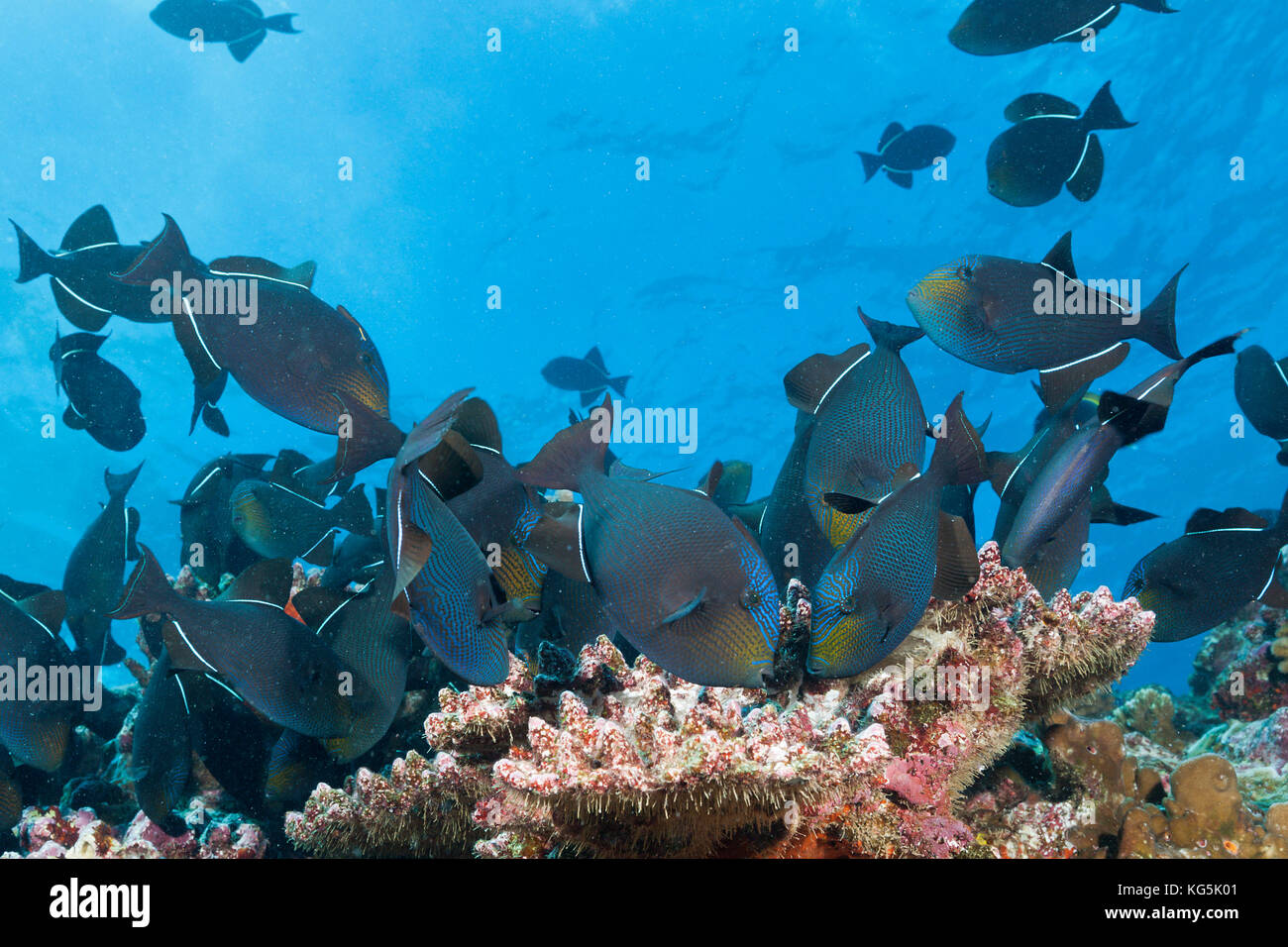 Schwarm von schwarzen Drückerfische, melichthys Niger, Christmas Island, Australien Stockfoto