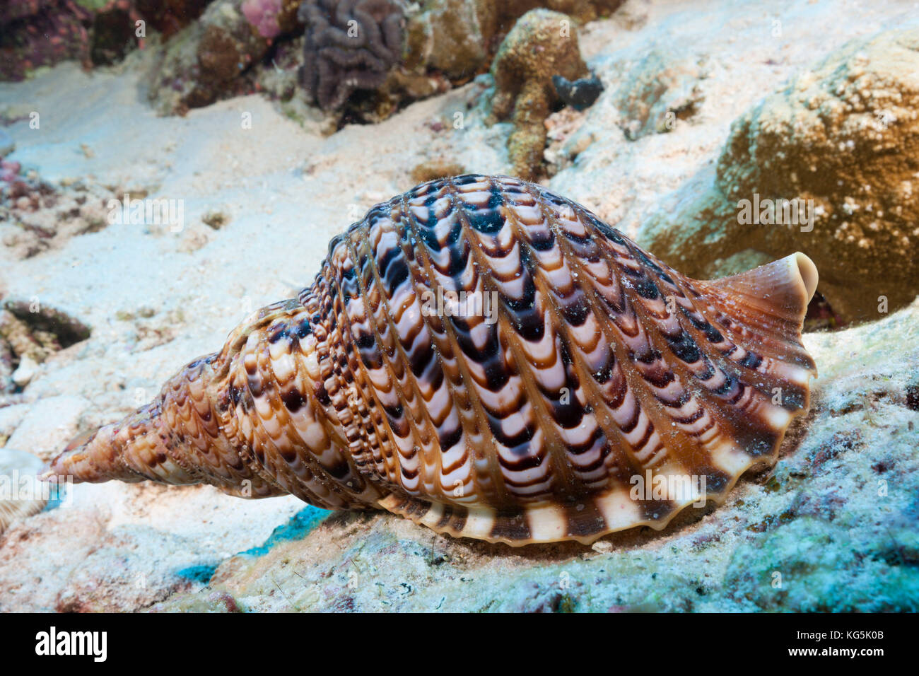 Riesige Triton shell, charonia tritonis, Christmas Island, Australien Stockfoto