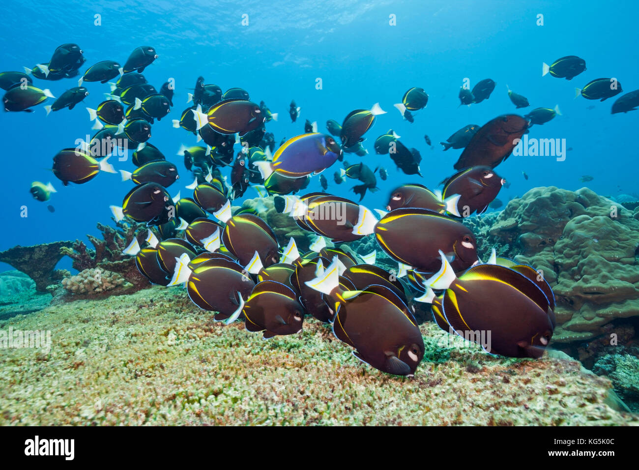 Schwarm von Velvet Doktorfische, Acanthurus nigricans, Christmas Island, Australien Stockfoto