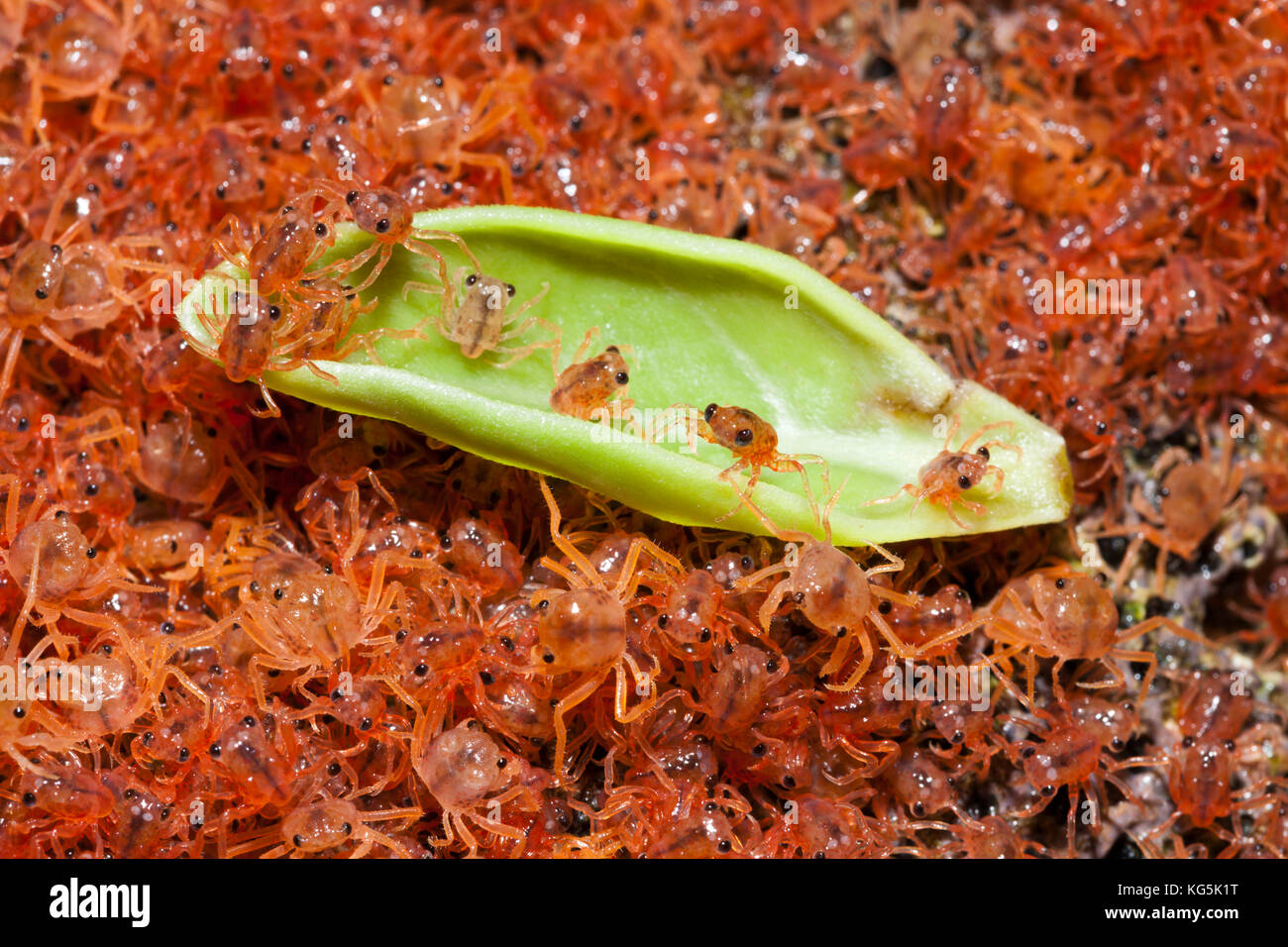 Kinder Krabben wieder an Land, gecarcoidea Natalis, Christmas Island, Australien Stockfoto