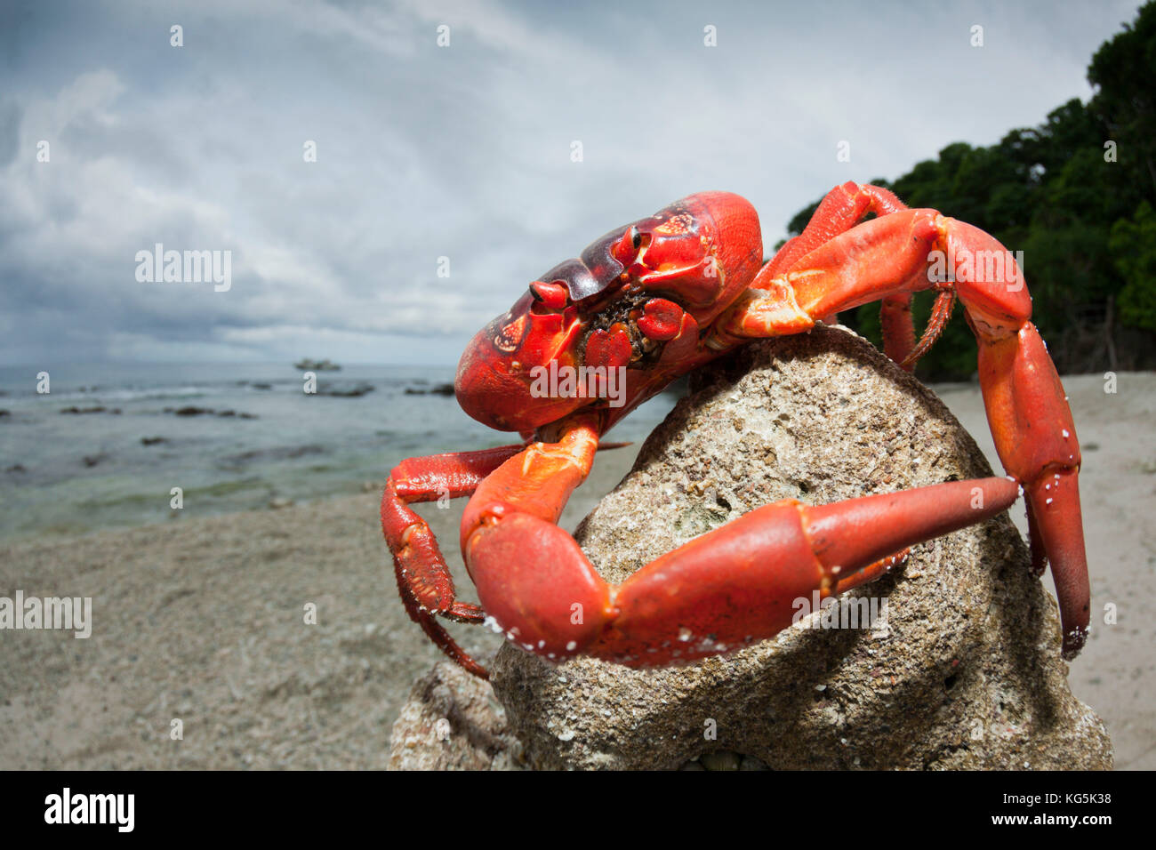 Christmas Island rote Krabbe am Strand, Ethel gecarcoidea Natalis, Christmas Island, Australien Stockfoto