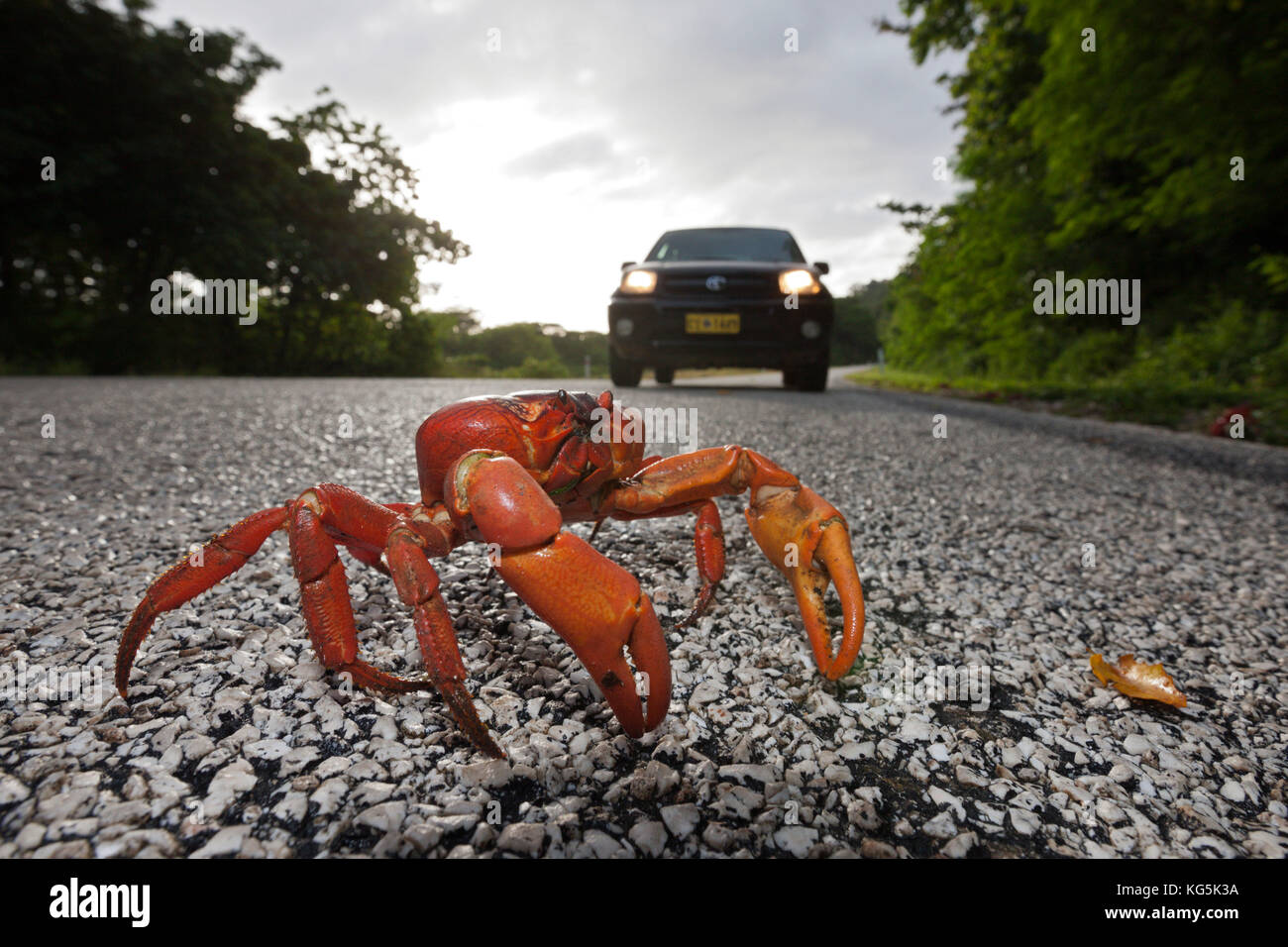 Christmas Island Red Crab kreuze Straße, gecarcoidea Natalis, Christmas Island, Australien Stockfoto