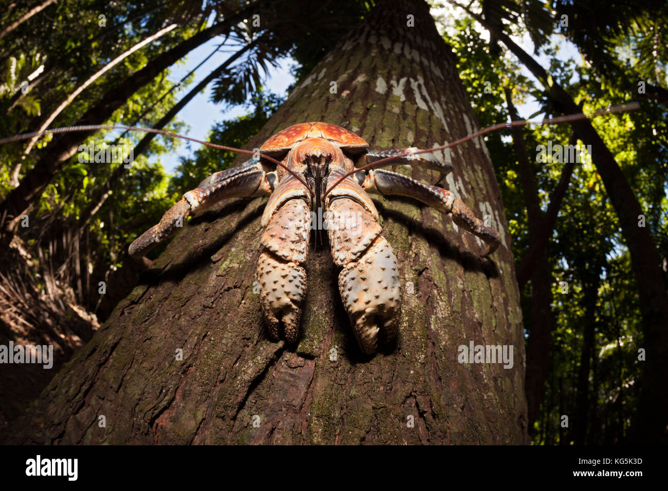 Räuber Krabben, birgus latro, Christmas Island, Australien Stockfoto