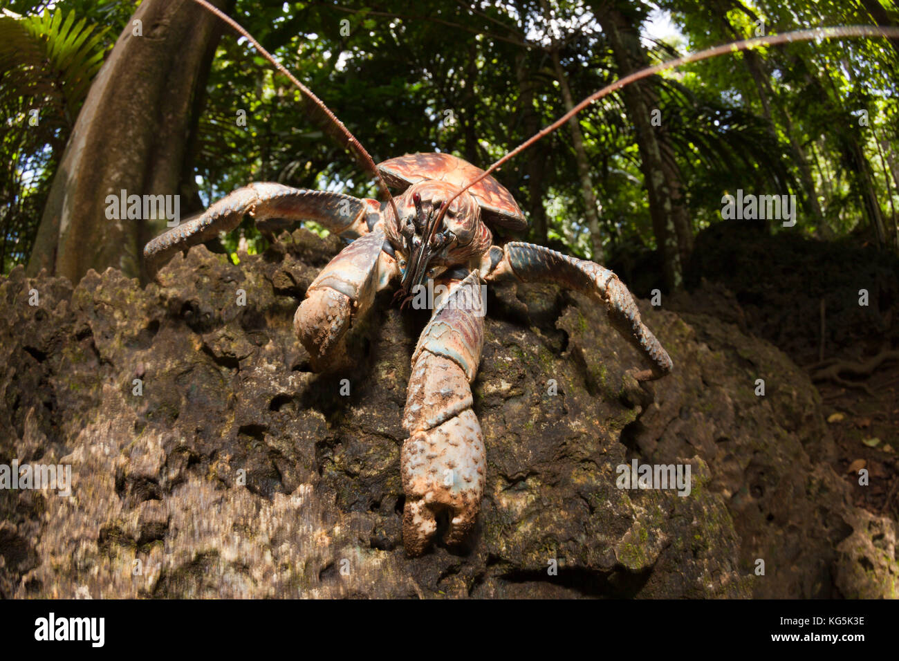 Räuber Krabben, birgus latro, Christmas Island, Australien Stockfoto