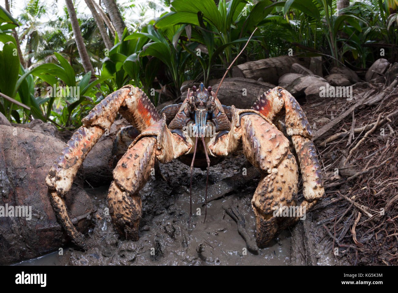 Räuber Krabben, birgus latro, Christmas Island, Australien Stockfoto