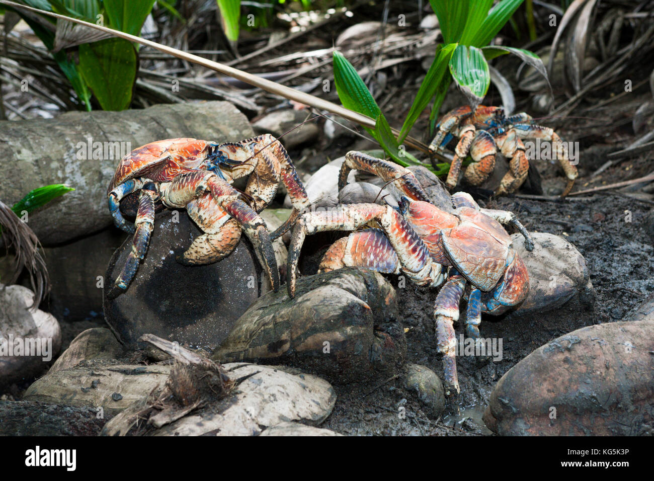 Gruppe der Räuber Krabben, birgus latro, Christmas Island, Australien Stockfoto