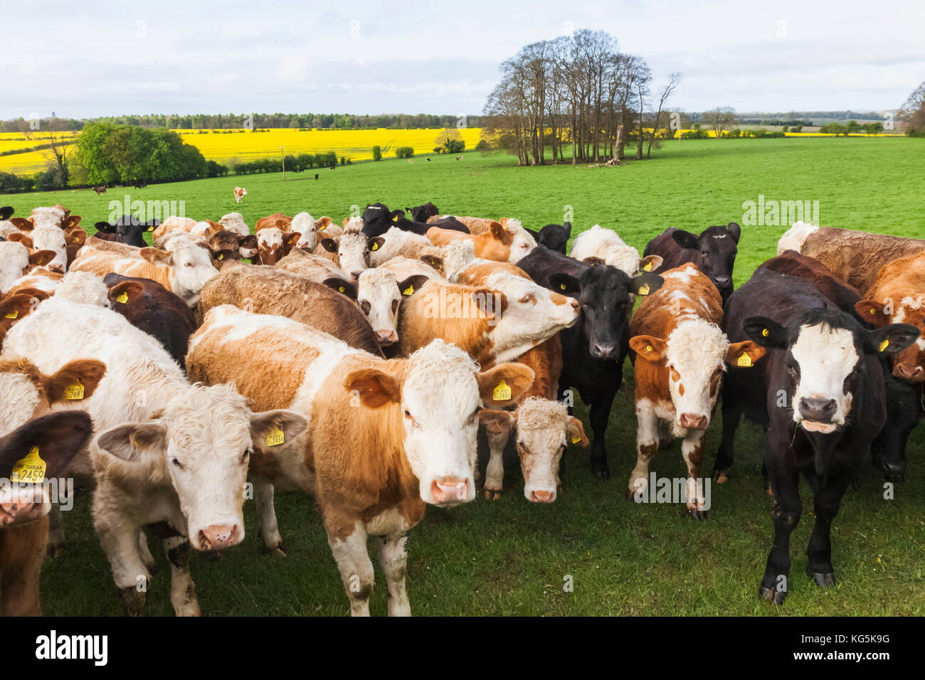 England, Cotswolds, Worcestershire, Kühe in einem Feld in der Nähe von Broadway Stockfoto
