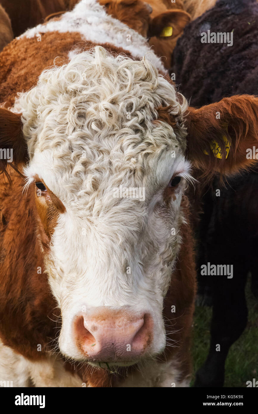England, Cotswolds, Worcestershire, Kühe in einem Feld in der Nähe von Broadway Stockfoto