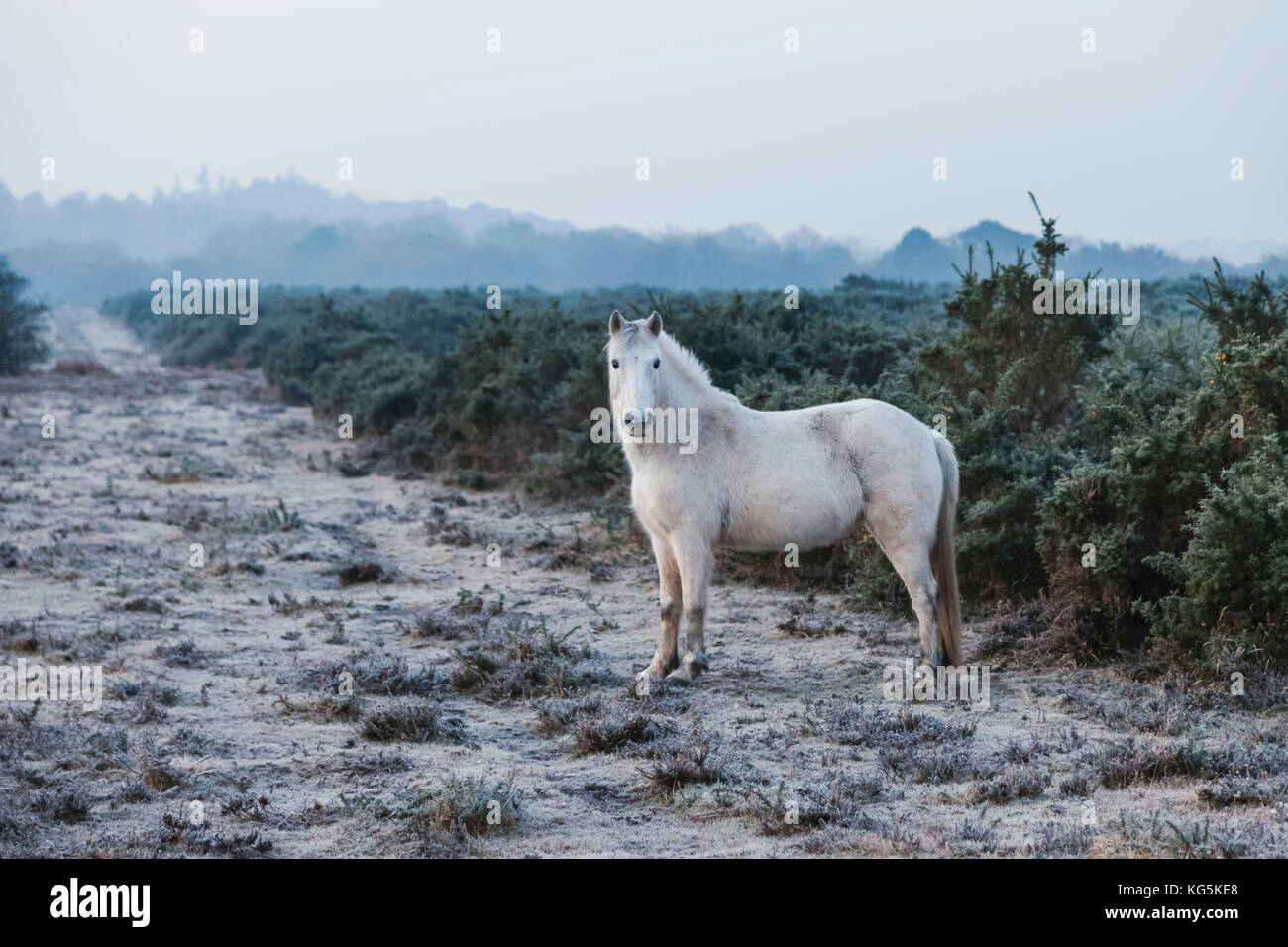 England, Hampshire, New Forest, Pony Stockfoto