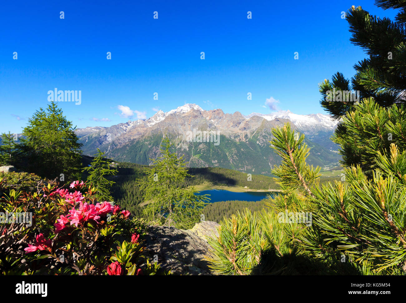 Rhododendren und See Palù durch den Berg von Monte Disgrazia Roggione Malenco Tal Veltlin Lombardei Italien Europa gesehen gerahmt Stockfoto