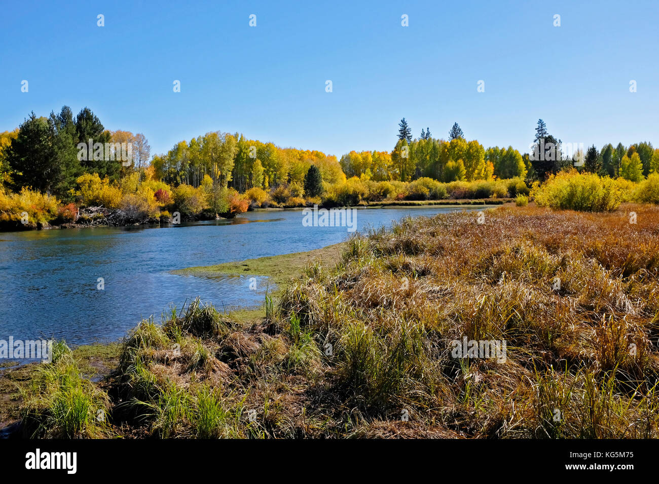Ein Blick auf den Deschutes River im Herbst als Aspen Bäume Farbe von Grün zu Gold, in der Nähe von Bend, Oregon Stockfoto