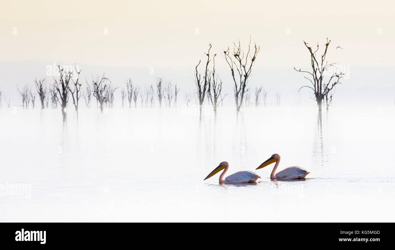 Pelikane am Lake Nakuru, rift valley Kenia Stockfoto