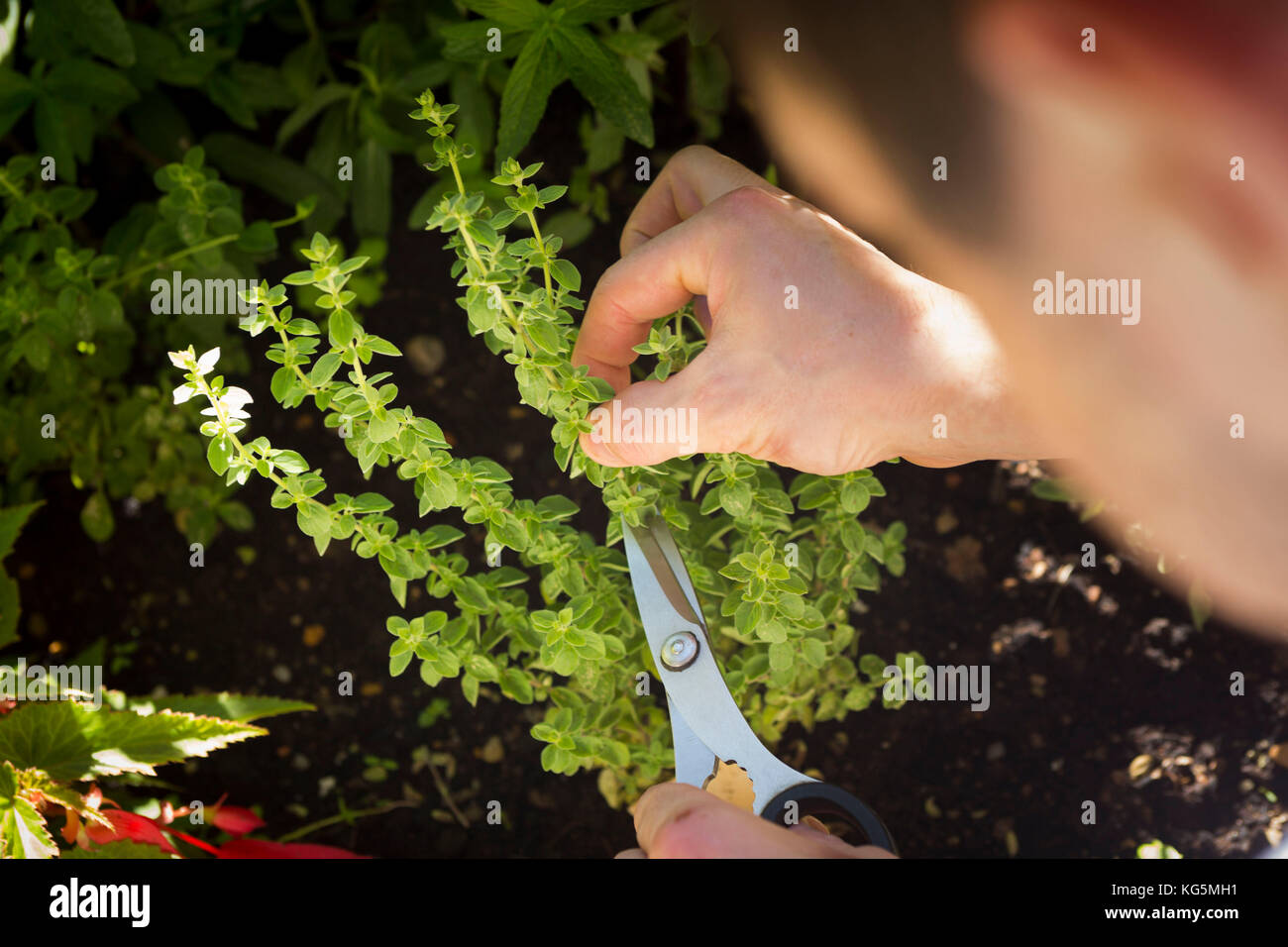 Der Küchenchef schneiden Kräuter Gemüse aus seinem Garten, um zu kochen, traditionelle Gerichte, Provinz Bozen, Südtirol, Trentino Alto Adige, Italien Stockfoto