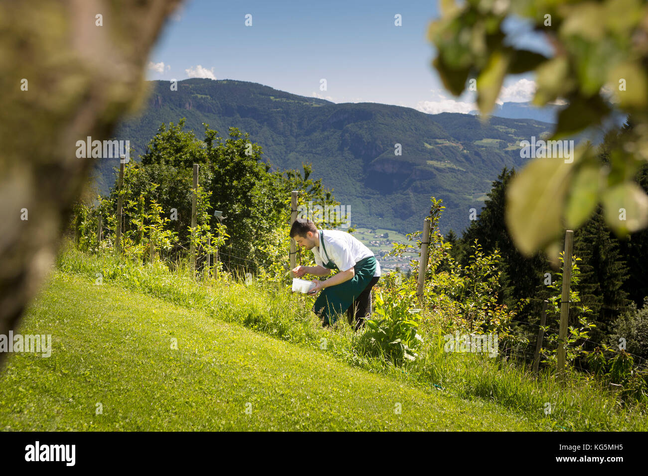 Der Küchenchef aus Kräutern und Blumen, um zu kochen, traditionelle Gerichte, Provinz Bozen, Südtirol, Trentino Alto Adige, Italien Stockfoto